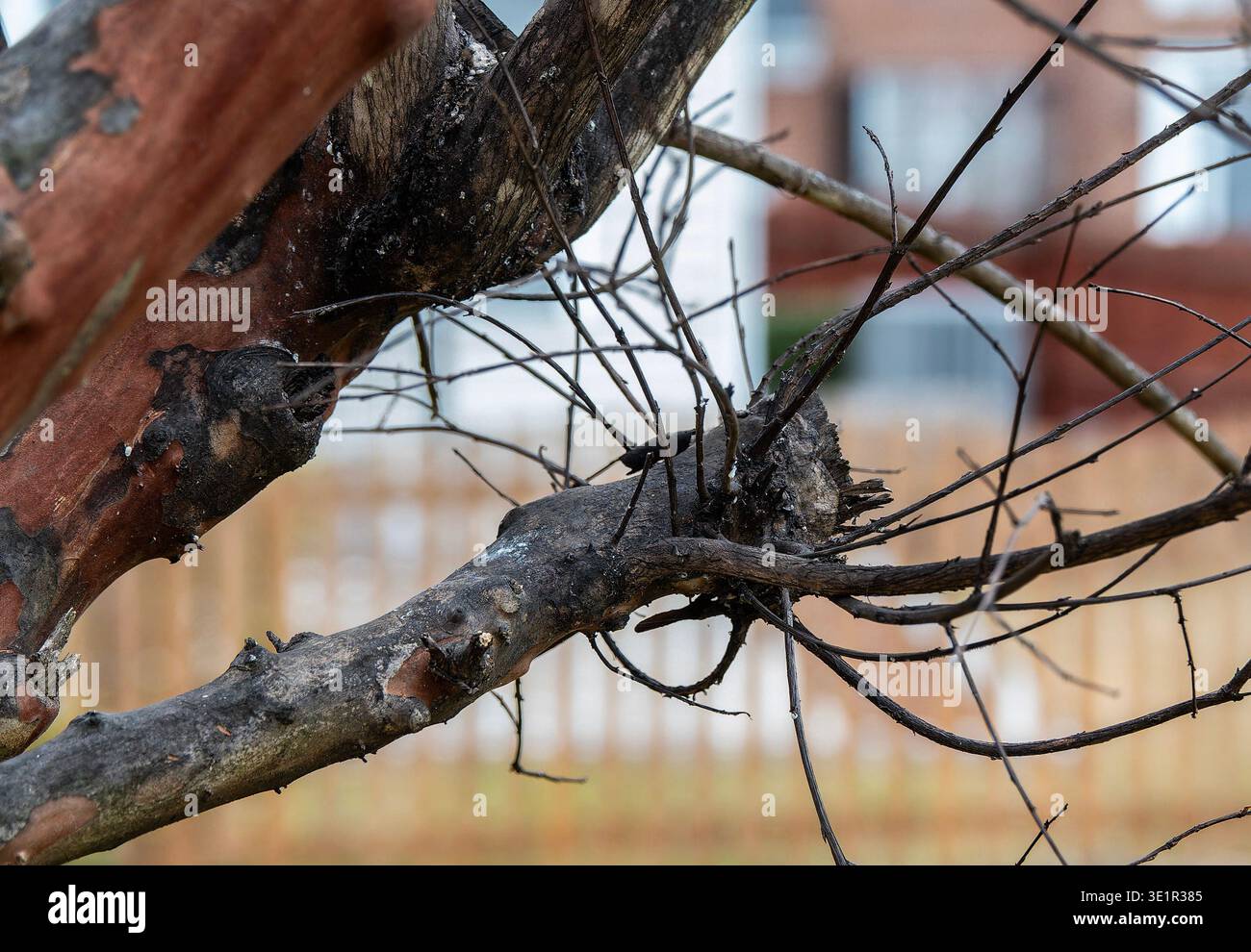 Branches d'un arbre infectées par une maladie Banque D'Images
