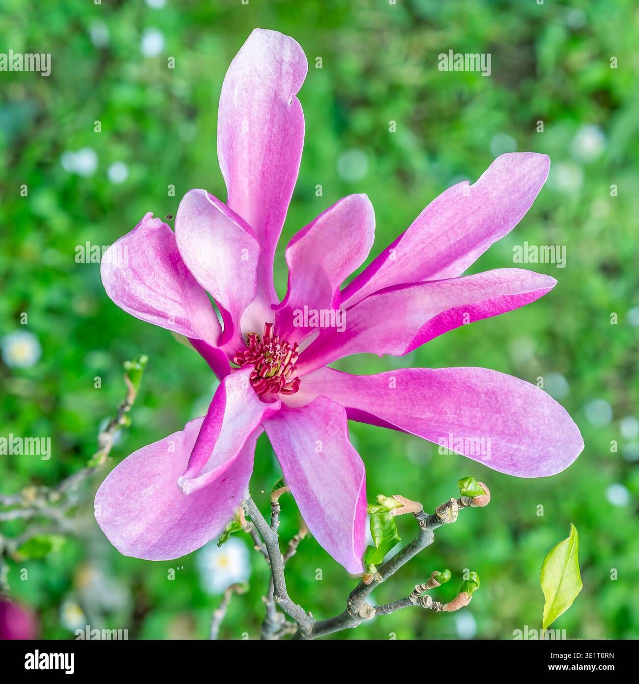 Gros plan d'une fleur de magnolia pourpre nouvellement fleurie Banque D'Images