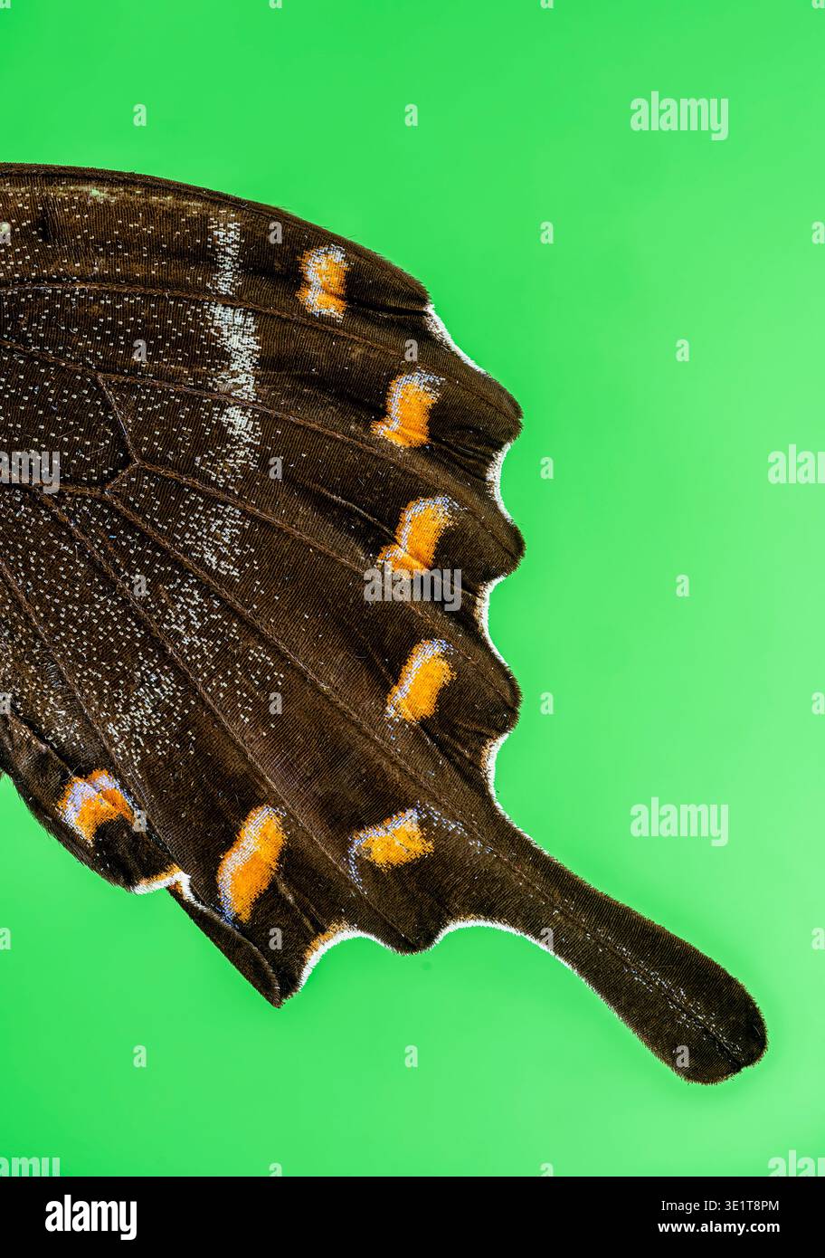 Gros plan d'une aile de papillon, photographiée sur fond vert Banque D'Images
