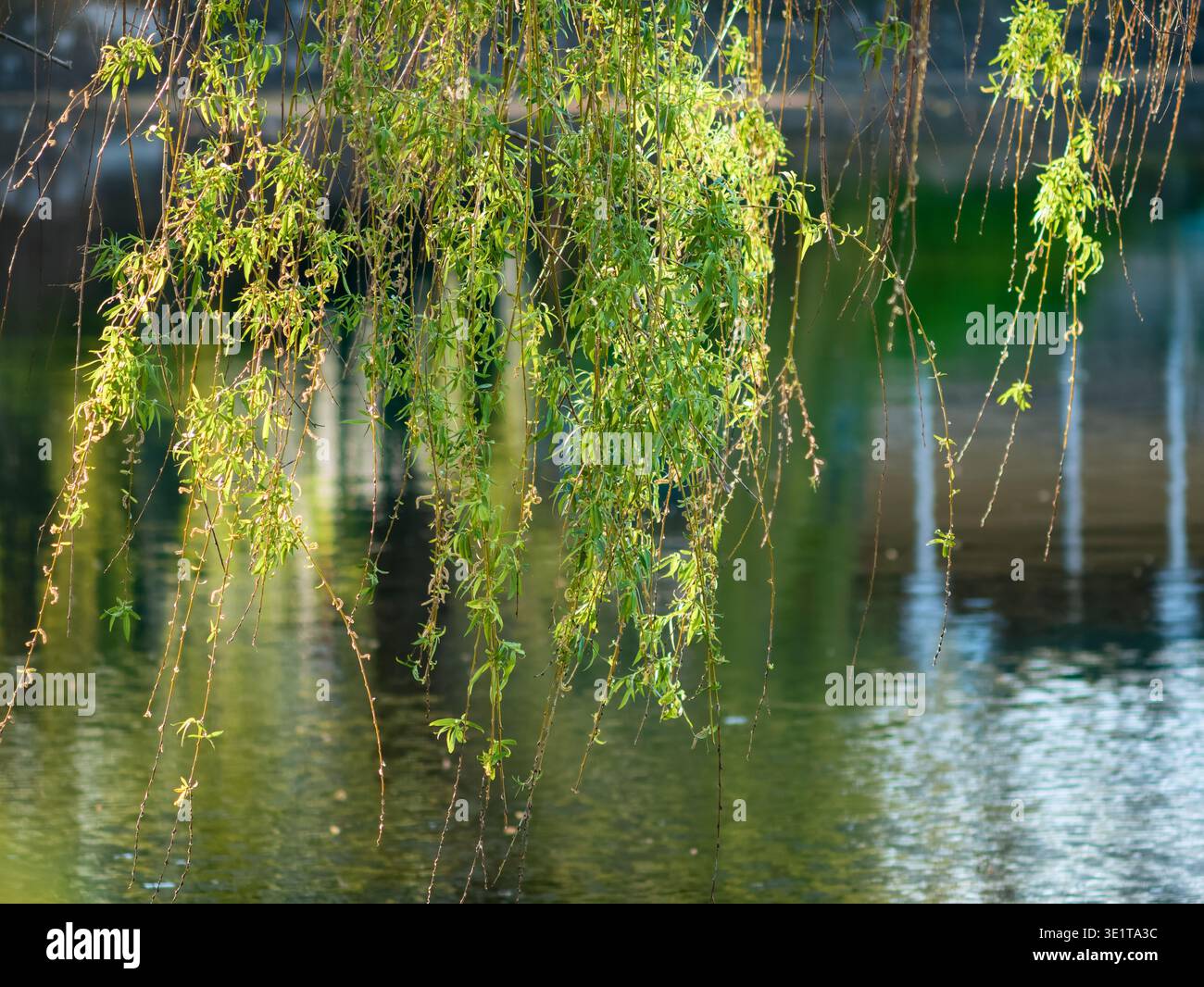 Feuillage vert éclatant de Salix babylonica pleurant saule au-dessus d'un lac, macro plan d'élégantes branches d'arbres dans une lumière naturelle éclatante, printemps frais Banque D'Images