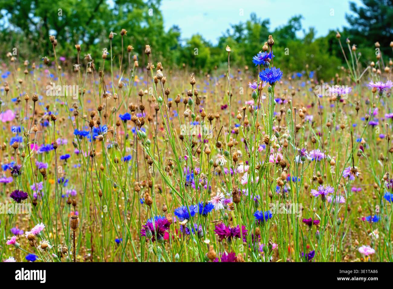 Prairie d'été avec diversité de fleurs de maïs sauvage multicolores. Variété de graines de mélange spécial pour les prairies en fleurs sauvages. Banque D'Images