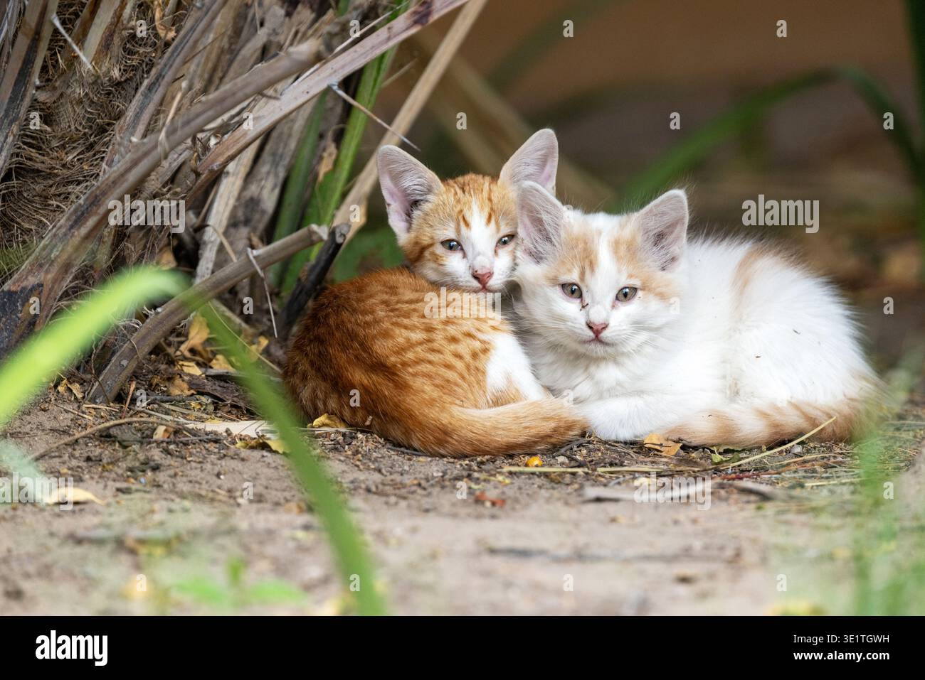 Deux petits chatons couchés sur le sol dans un jardin à Maun, Botswana Banque D'Images