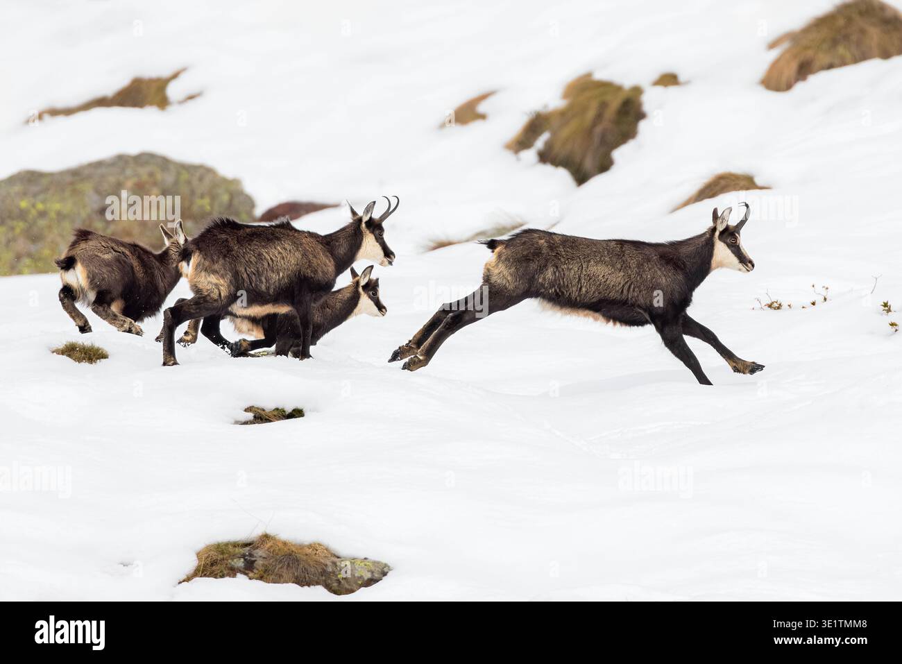 Une mère chamoise alpine (Rupicapra rupicapra) court dans la neige avec ses jeunes Alpes italiennes Banque D'Images