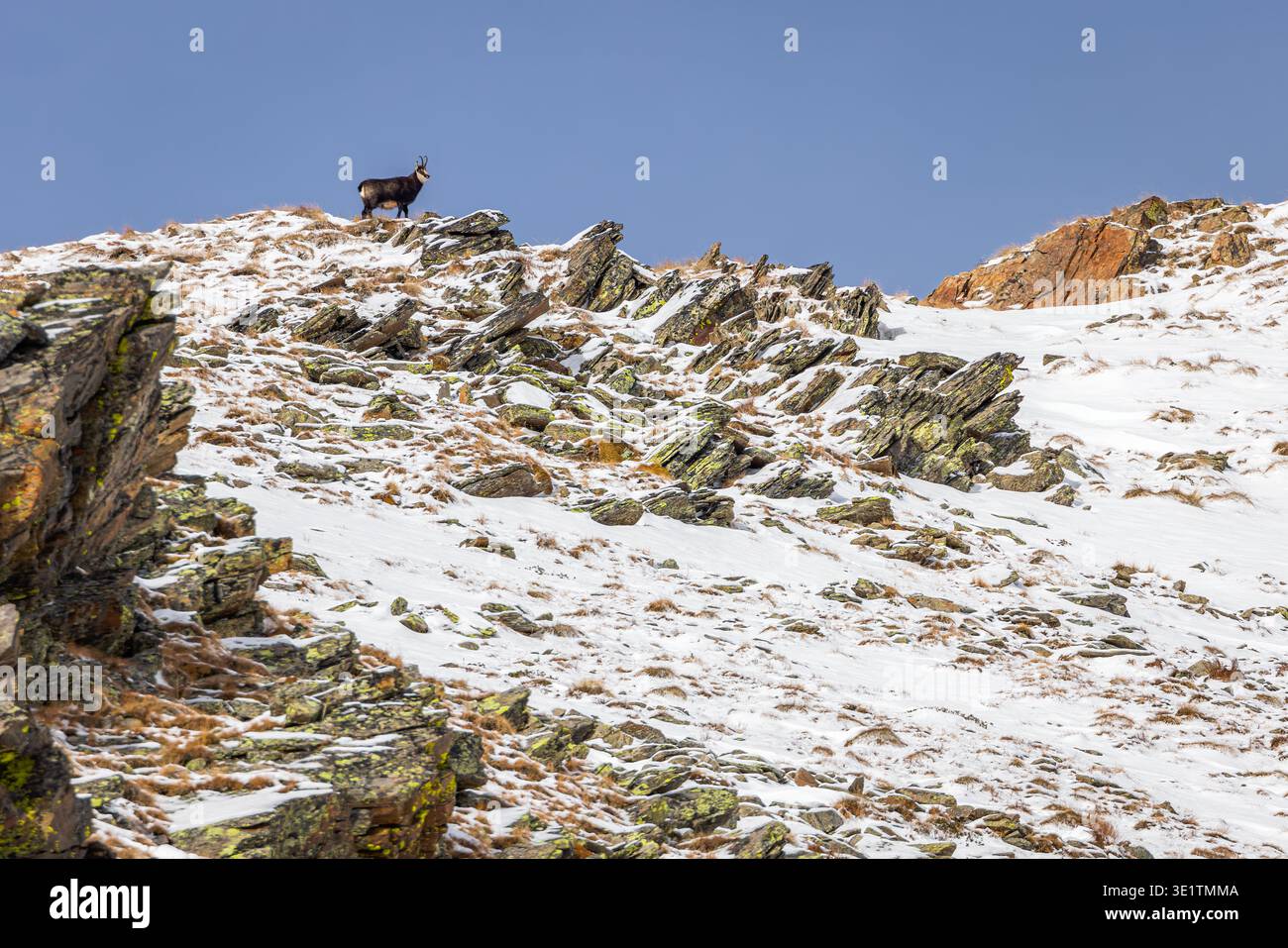 Chamois alpin (Rupicapra rupicapra) promenade dans le magnifique paysage alpin hivernal, Alpes italiennes Banque D'Images
