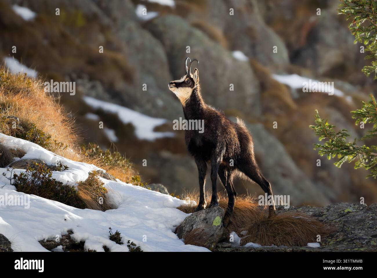 Chamois alpin (Rupicapra rupicapra) promenade dans le magnifique paysage alpin hivernal, Alpes italiennes Banque D'Images