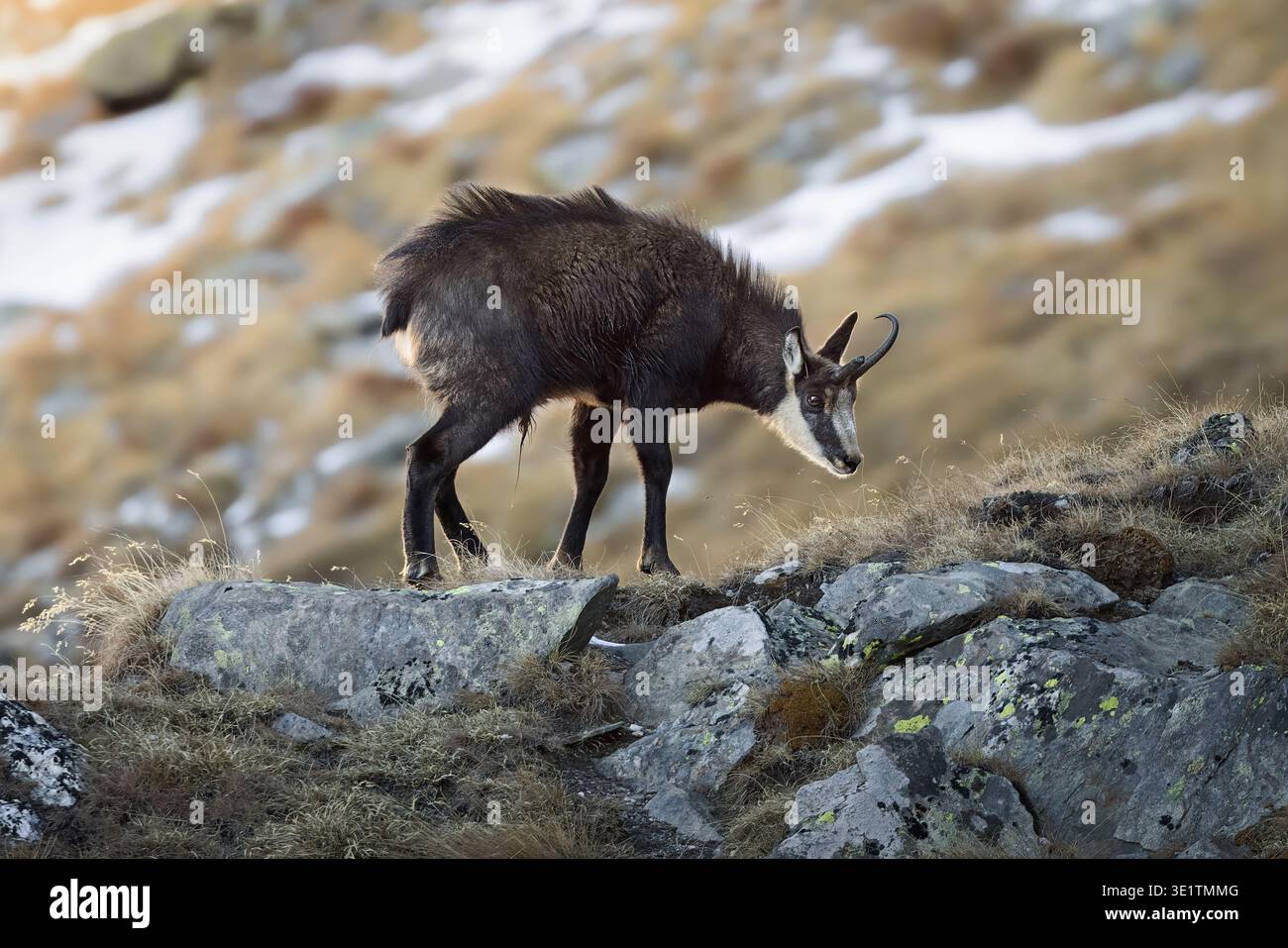 Chamois alpin (Rupicapra rupicapra) promenade dans le magnifique paysage alpin hivernal, Alpes italiennes Banque D'Images