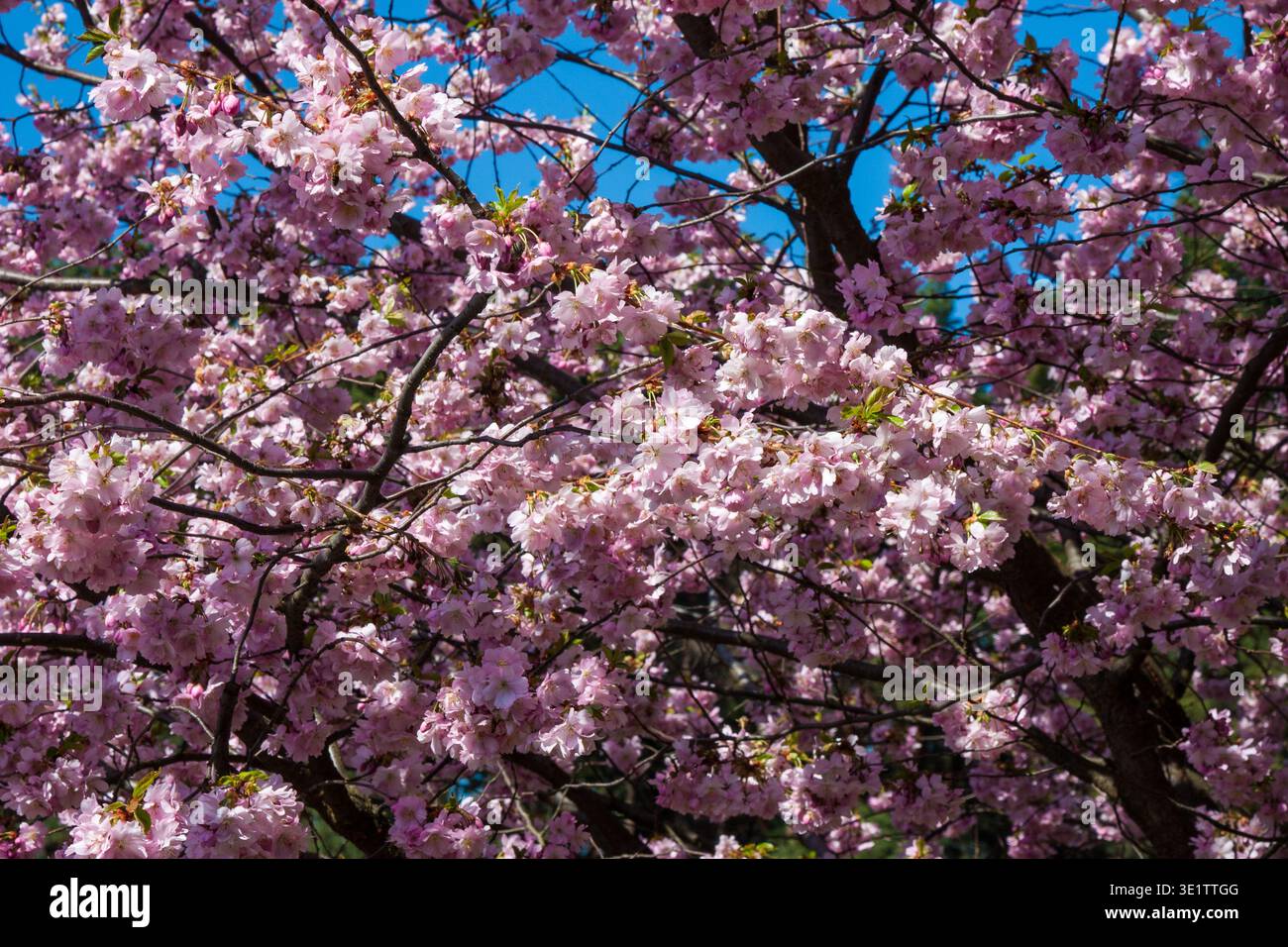 Des grappes denses de fleurs de cerisier rose tendre avec des pétales volants remplissent le cadre. Les branches sombres tissent à travers les fleurs tandis que les aiguilles à feuilles persistantes et BR Banque D'Images
