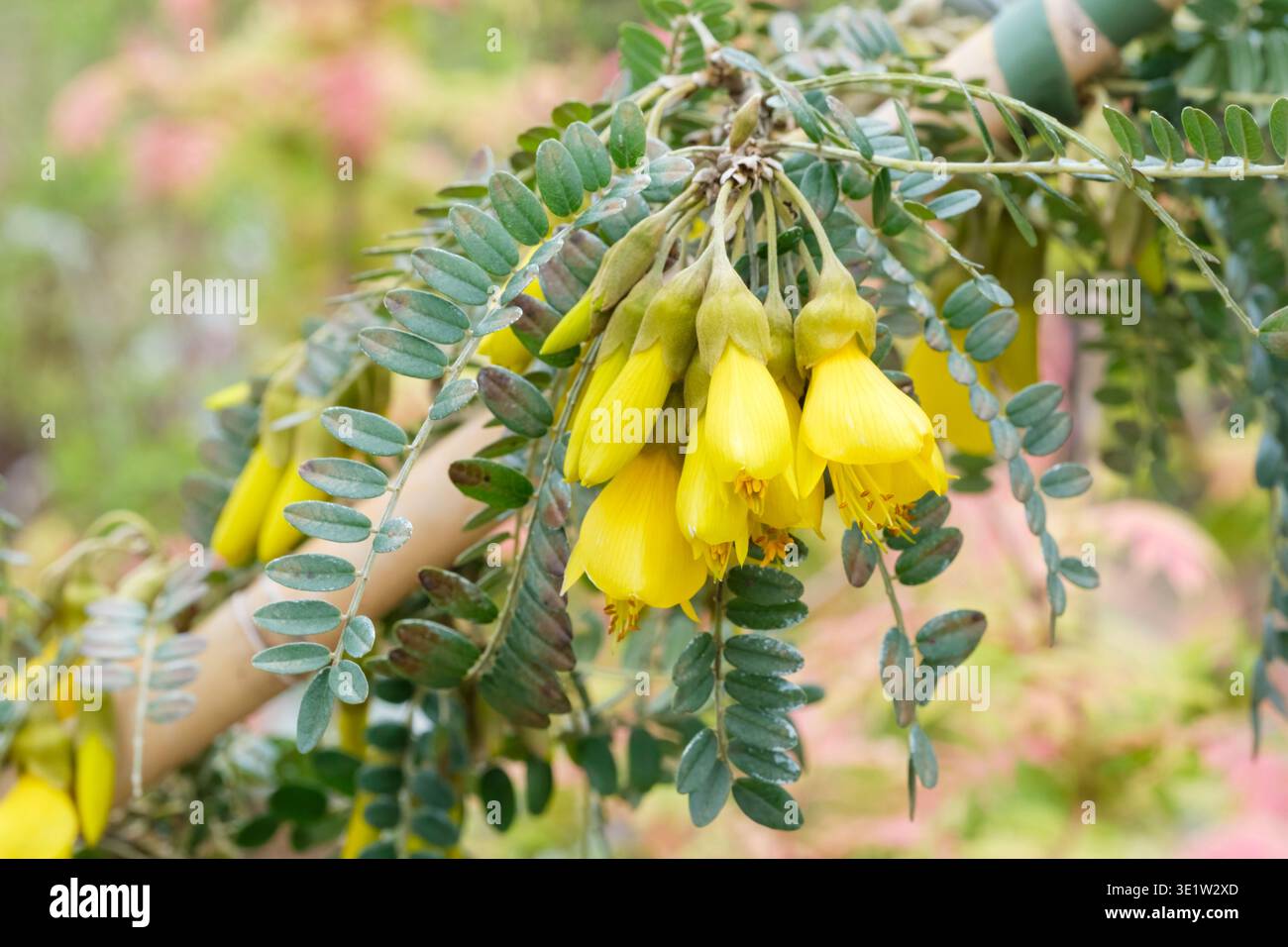 Sophora Sun King, Sophora Hilsop, Kowhai Sun King, fleurs de pois jaunes en courtes racèmes à la fin de l'hiver et au début du printemps Banque D'Images