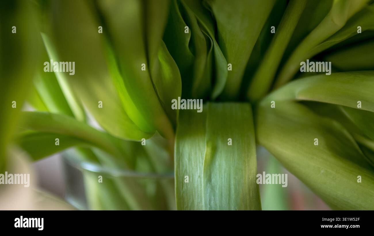 Macro abstraite de texture de feuilles de tulipe verte, fond botanique naturel Banque D'Images