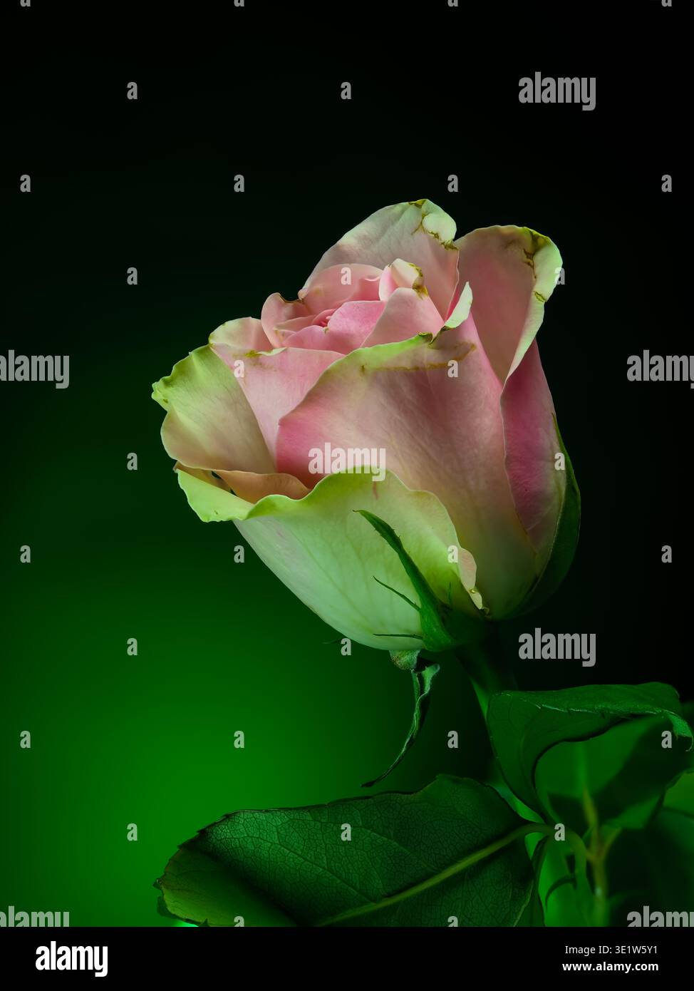 rose rose sur un fond dégradé dans les tons de vert, vue de face Banque D'Images