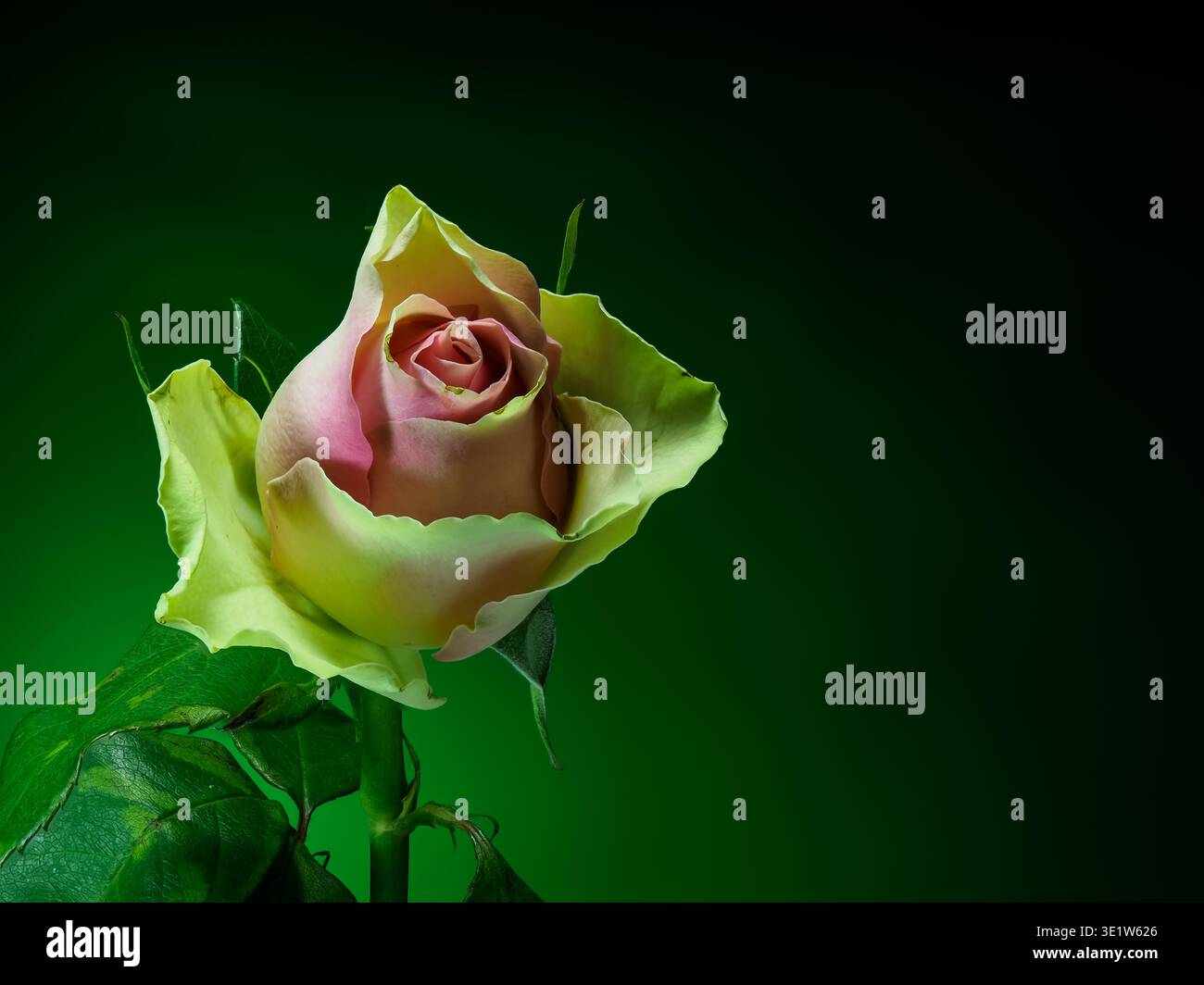 rose rose sur un fond dégradé dans les tons de vert, vue de face Banque D'Images