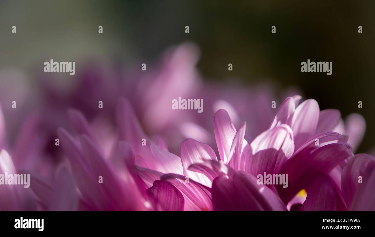 Des pétales de fleurs éclatantes en gros plan et avec une mise au point limitée Banque D'Images