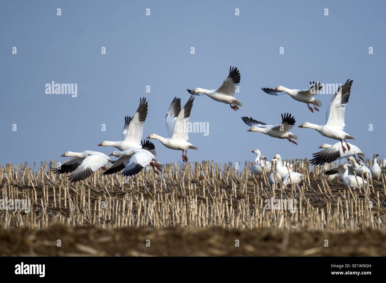 Troupeau d'Oies des neiges (Anser caerulescens) décollant d'un champ de maïs pendant la migration printanière à Marcellus, comté d'Onondaga, New York, États-Unis. Banque D'Images
