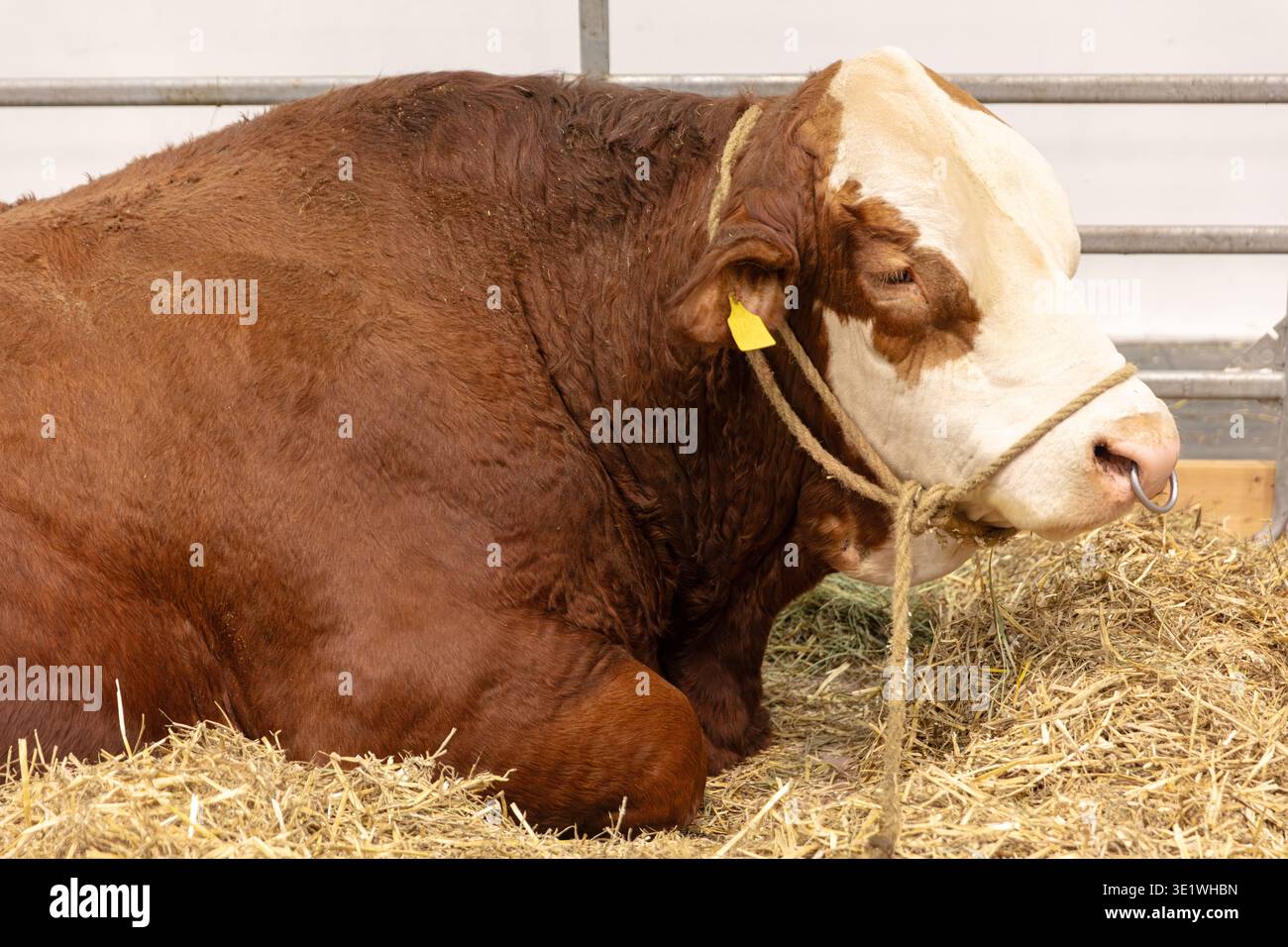 Un taureau Hereford brun et blanc repose sur de la paille à l'intérieur d'un enclos lors d'un salon agricole le taureau a un anneau de nez et un licou de corde couramment utilisé pour Li Banque D'Images
