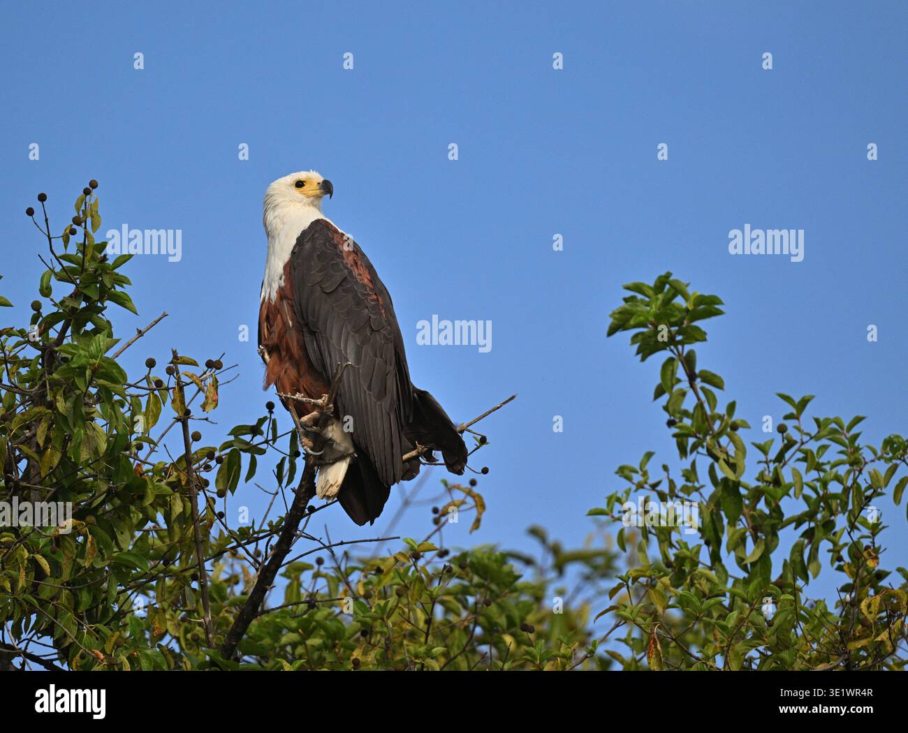 Aigle de poisson africain - Icthyophaga vocifer Banque D'Images