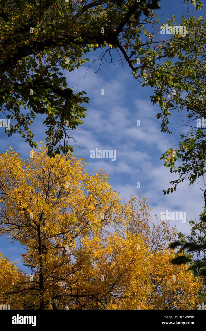 Feuilles vertes et feuilles jaunes d'arbres bordant une ouverture pour révéler le ciel bleu avec des nuages gonflés blancs regardant p dans le parc dans le centre-ville de Santa Fe New Banque D'Images