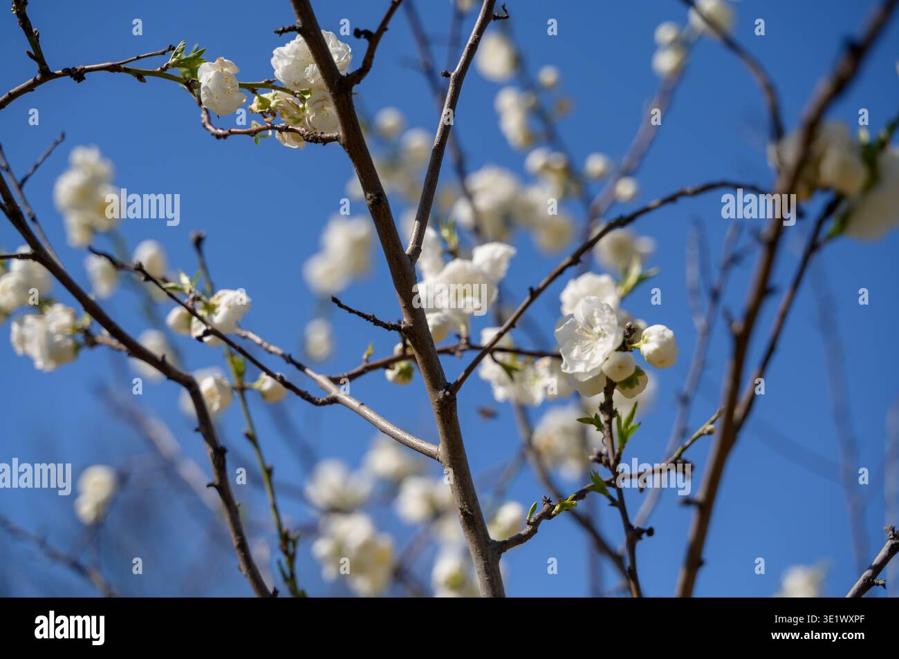 Grappes de fleurs blanches luxuriantes sur les branches d'arbres avec un fond de ciel bleu vif. Concept de nature romantique, vitalité végétale saisonnière, et serein floral l Banque D'Images