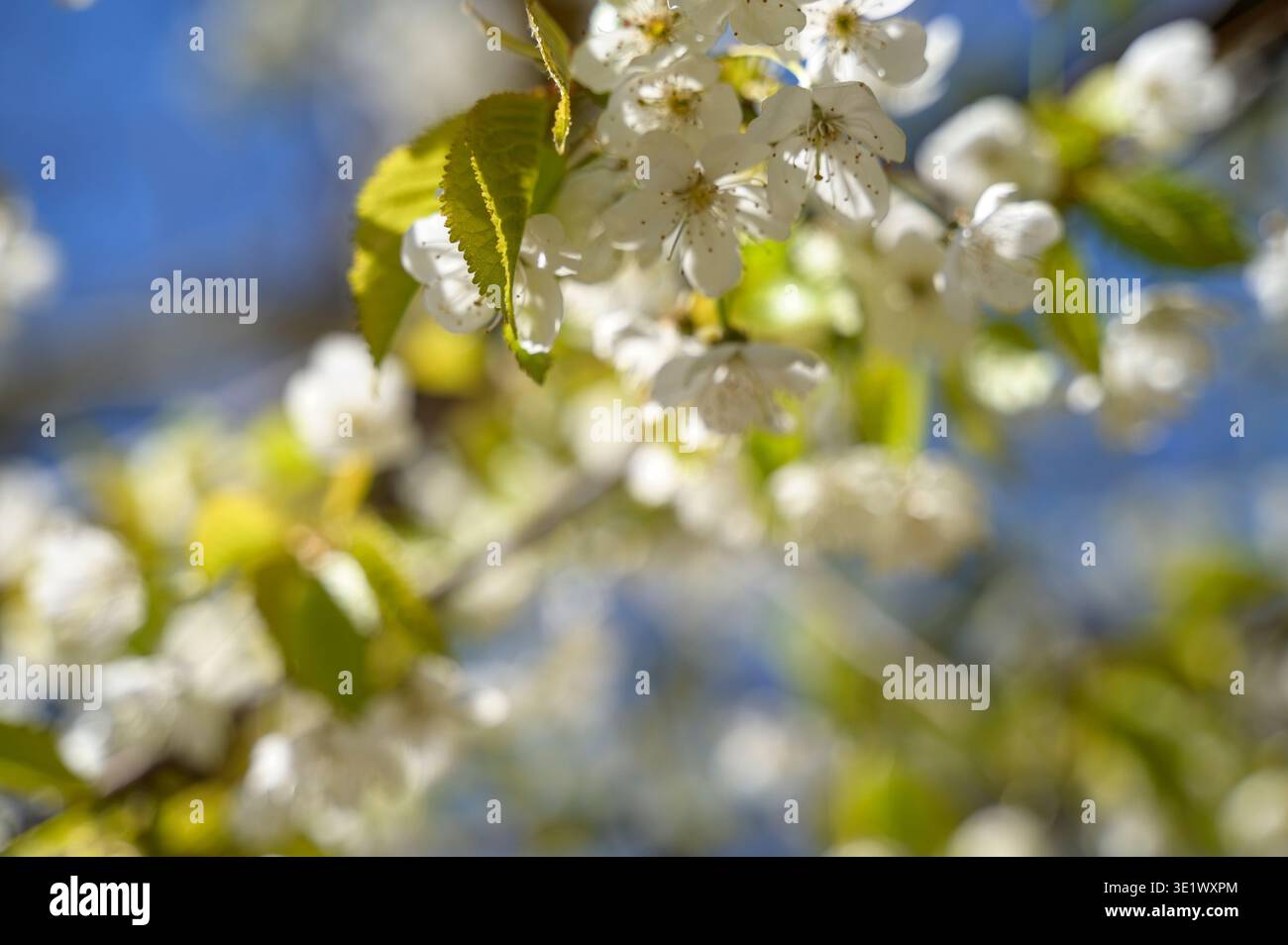 Délicates fleurs printanières blanches et feuilles vertes rétroéclairées par la lumière douce du soleil matinal. Concept de beauté naturelle fragile et de croissance botanique fraîche. Banque D'Images