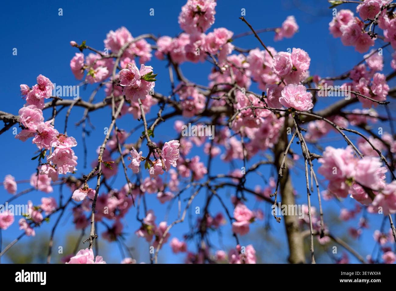 De belles fleurs de cerisier rose sur de fines brindilles sous un ciel bleu vif au printemps. Concept de vibes de jardin japonais, inspiration florale saisonnière, an Banque D'Images