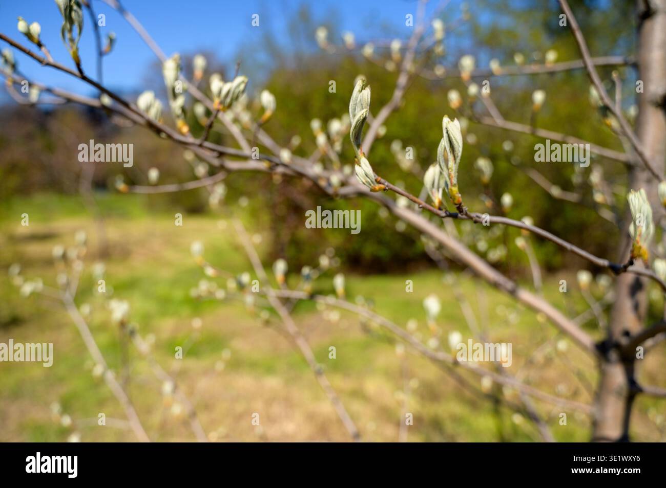 Gros plan sur les bourgeons d'arbres gris-argent flous lors d'une journée de printemps éclatante. Concept de beauté macro nature, croissance délicate des plantes et atmosphère sereine du matin Banque D'Images