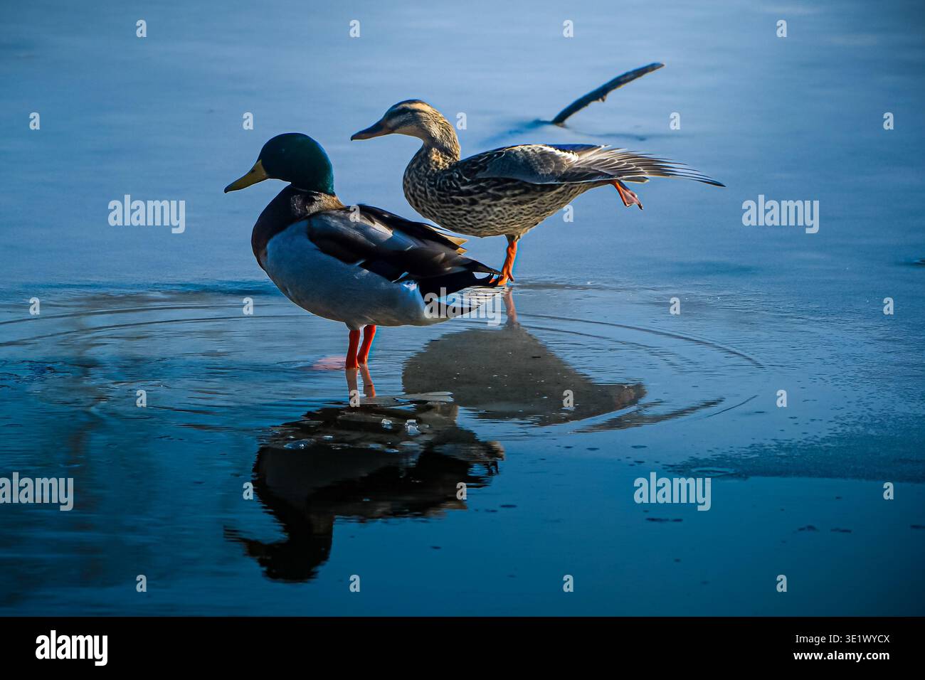 Les canards nagent et marchent sur le lac gelé. Banque D'Images