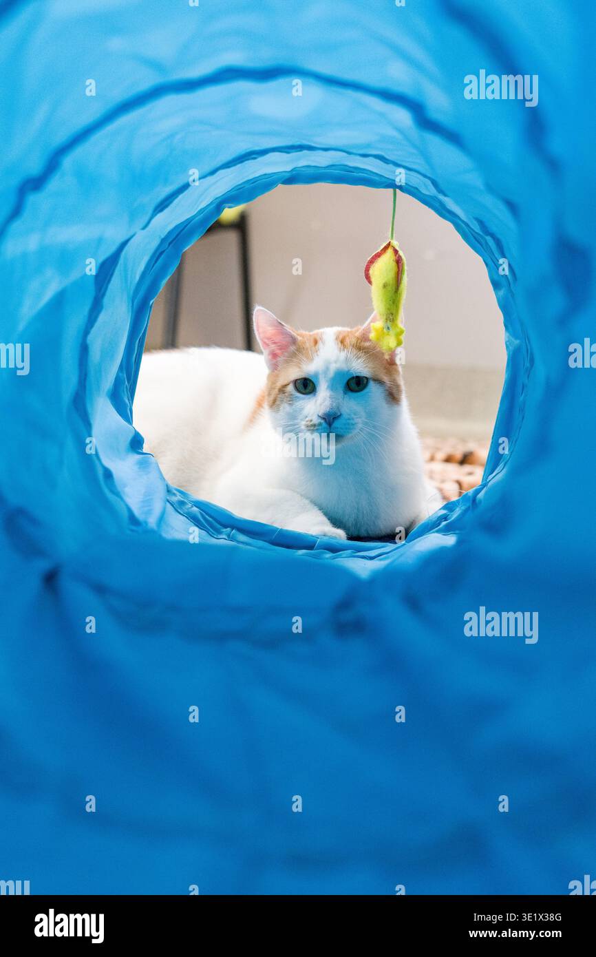 Un chat domestique mignon regardant directement à travers un jouet tunnel bleu avec un jouet souris suspendu au-dessus. Scène intérieure ludique avec divertissement pour animaux de compagnie et curiosi Banque D'Images