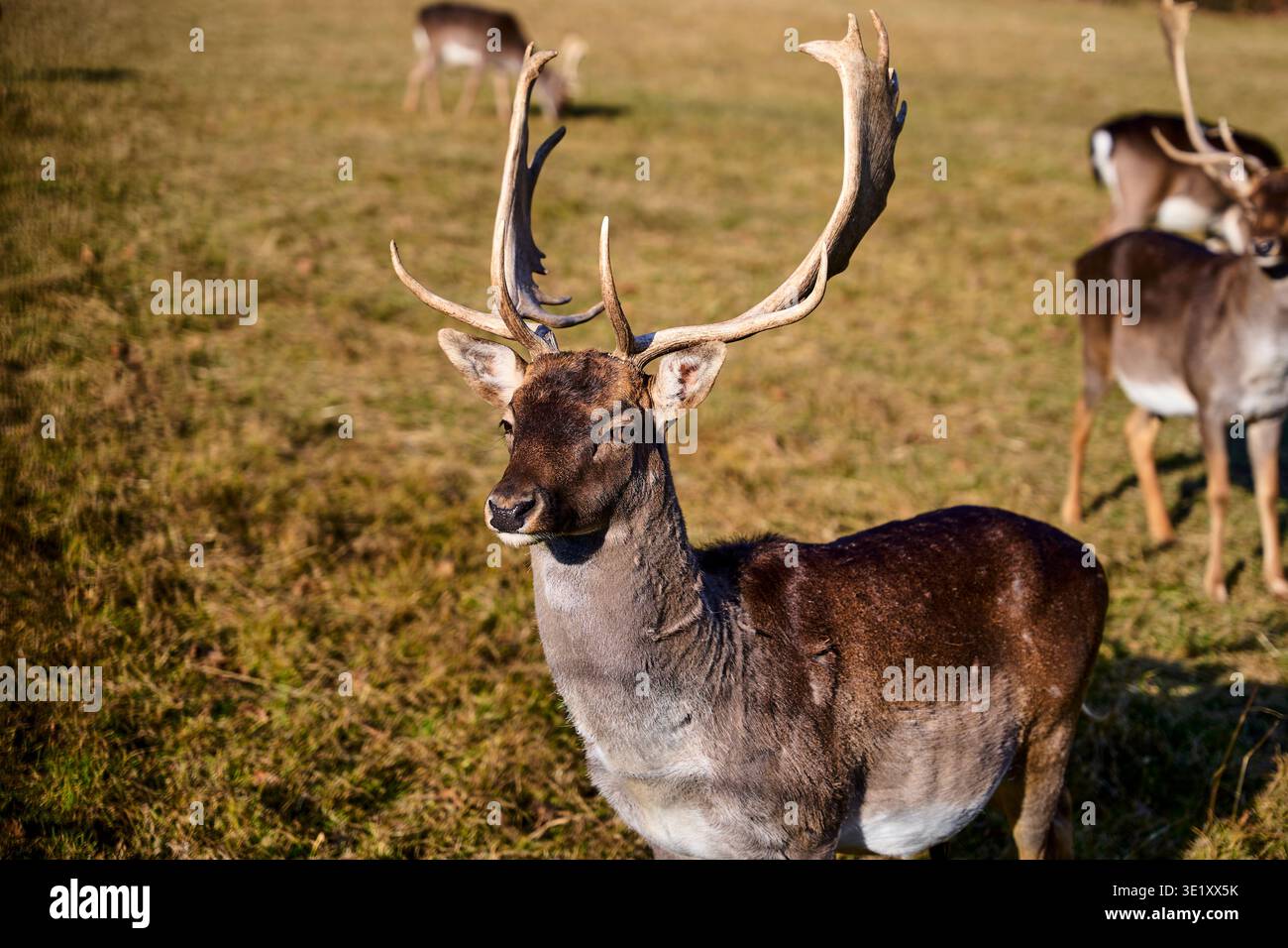 Cerf en jachère (Dama dama) mâle avec de grands bois debout dans le pré avec d'autres cerfs en arrière-plan Banque D'Images