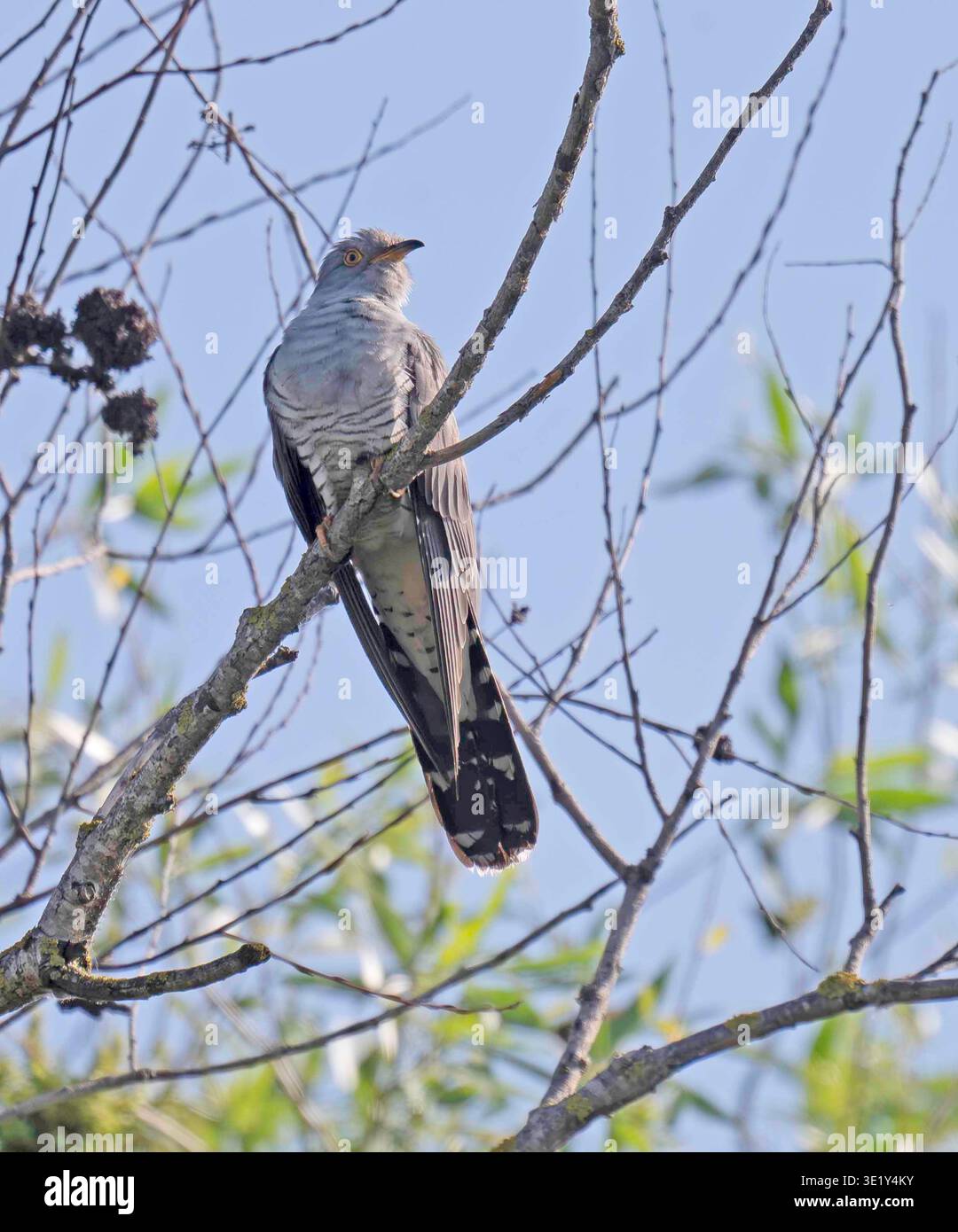 Mâle Cuckoo perché Delta du Danube Roumanie Banque D'Images