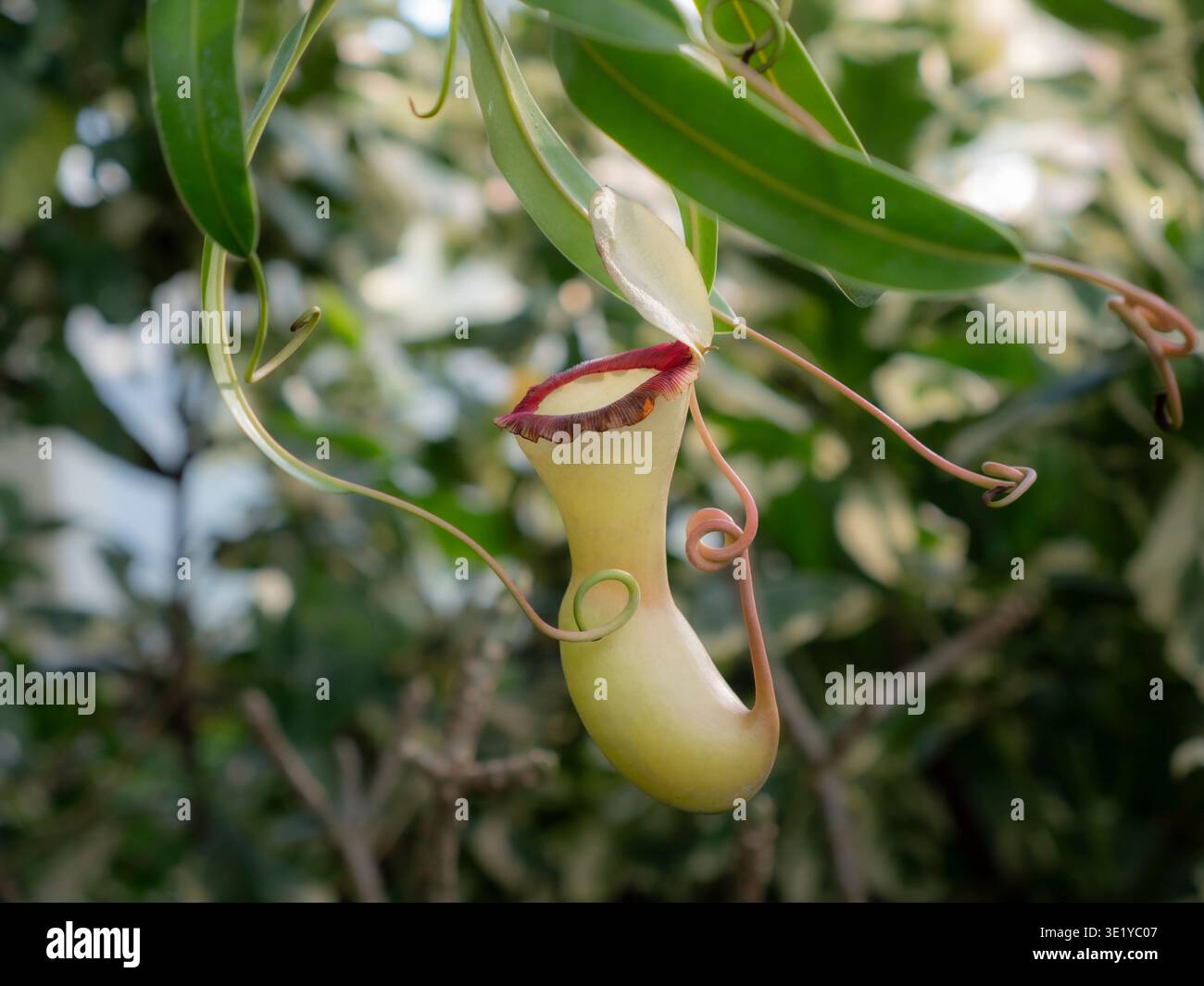 NEPENTHES ventricosa nepenthaceae gros plan sur le jardin tropical verdoyant des Philippines Banque D'Images