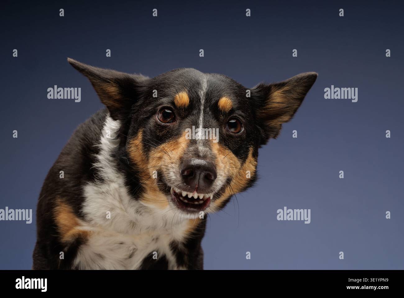 Chien domestique avec bouche ouverte montrant des dents et des oreilles alertes tout en regardant vers l'avant. Concept d'expression animale, humour, comportement animal, communication, et Banque D'Images