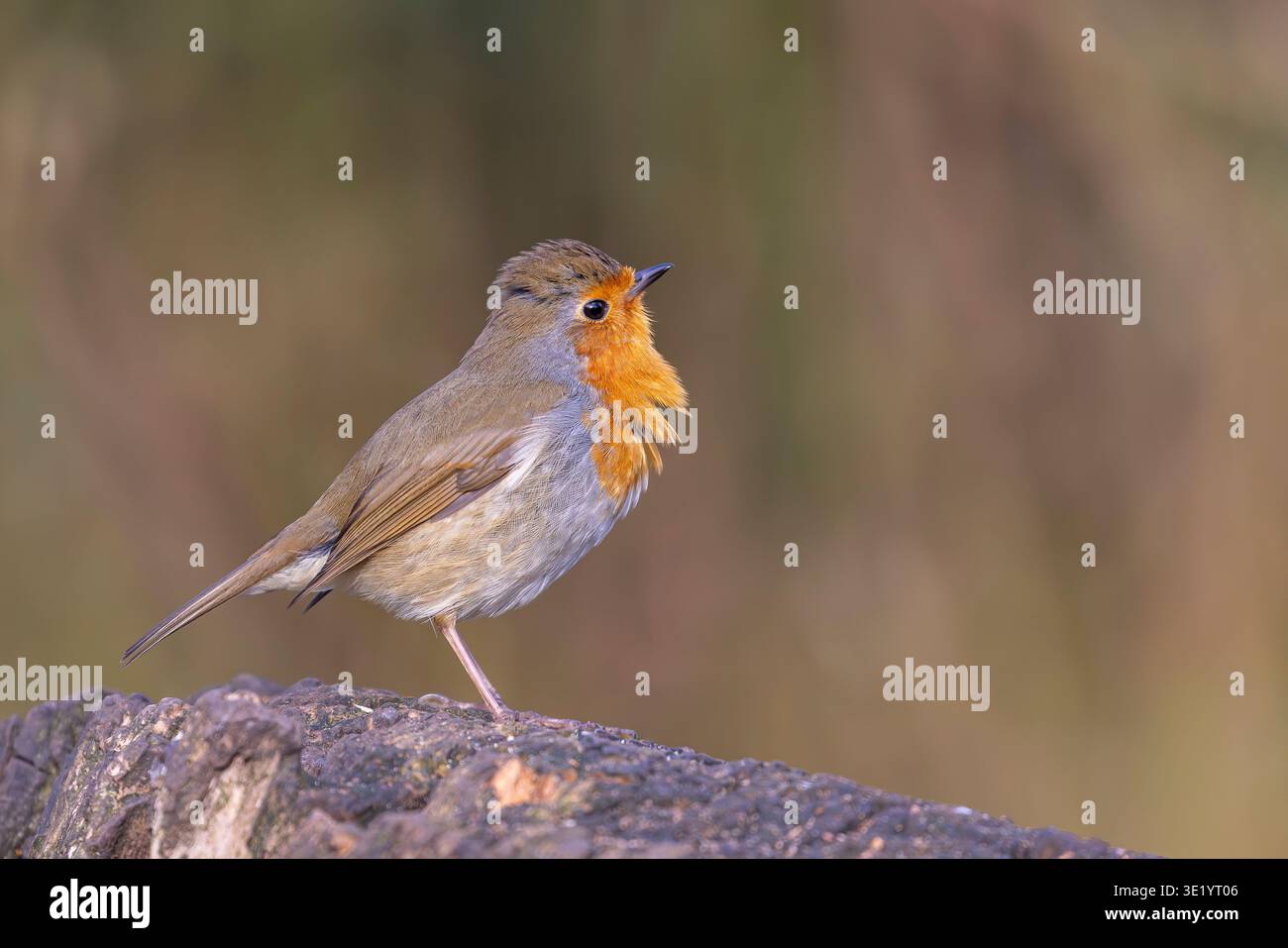 Gros plan vue latérale détaillée d'un oiseau robin (Erithacus rubecula) sauvage, britannique, avec sa poitrine gonflée. Banque D'Images