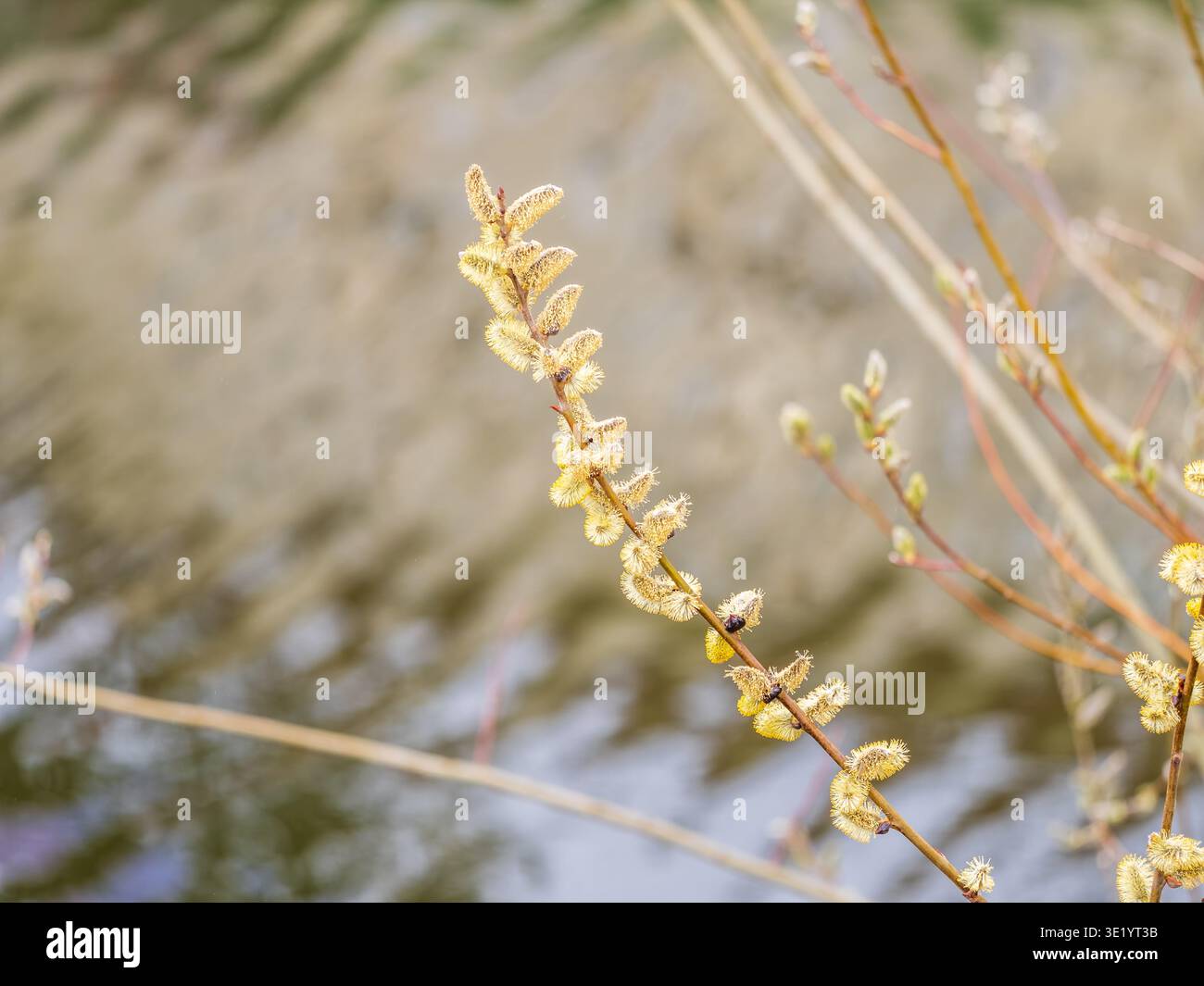 La nature se réveille au printemps. Brindilles de saule en fleurs et chatons de saule à fourrure, appelés phoques ou chats. Dimanche des palmiers. Saule houx, Salix caprea Banque D'Images