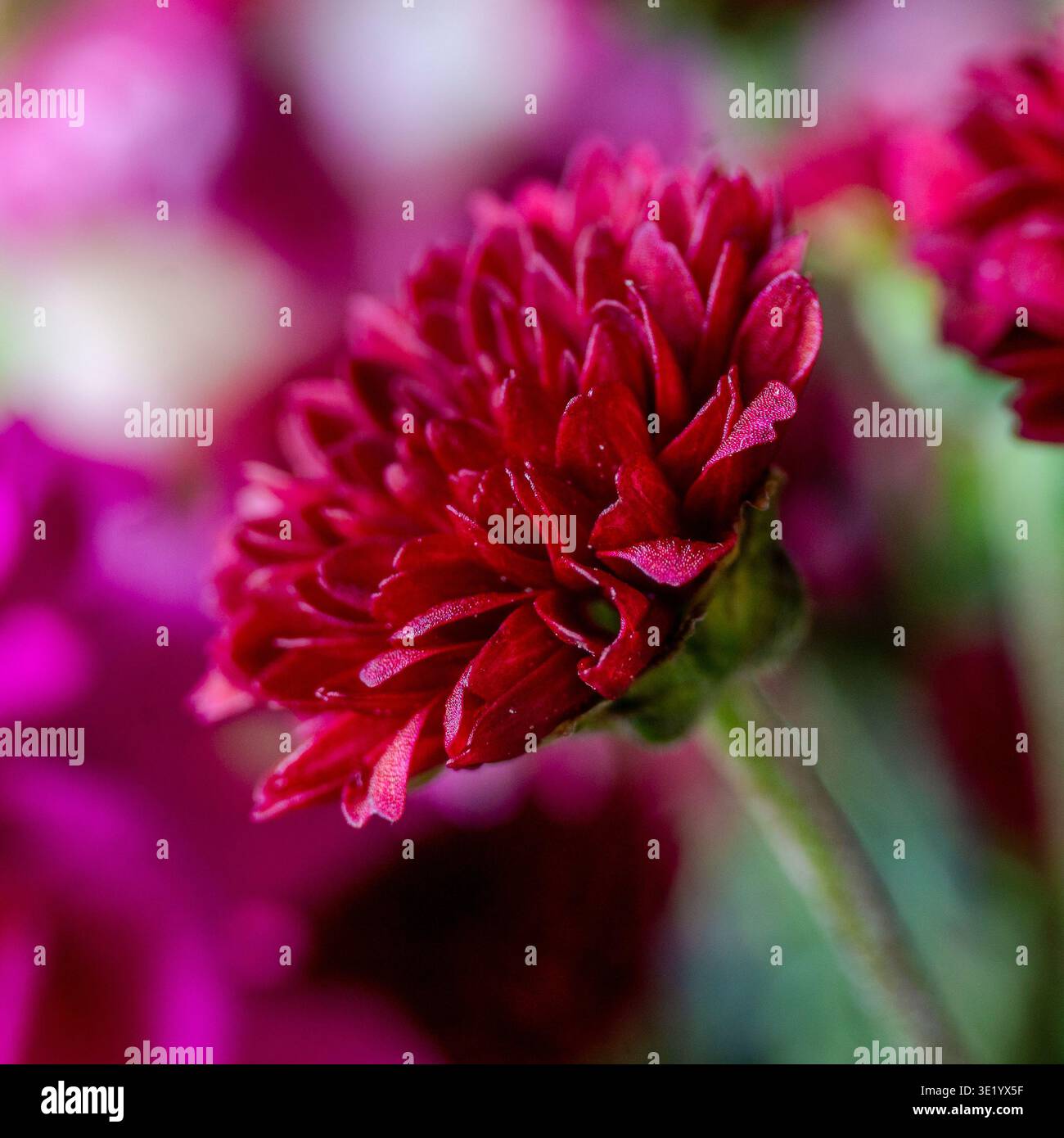 Chrysanthème rouge éclatant en gros plan macro. Les pétales en couches montrent une texture délicate. Le fond floral doux crée un bokeh rêveur. Banque D'Images