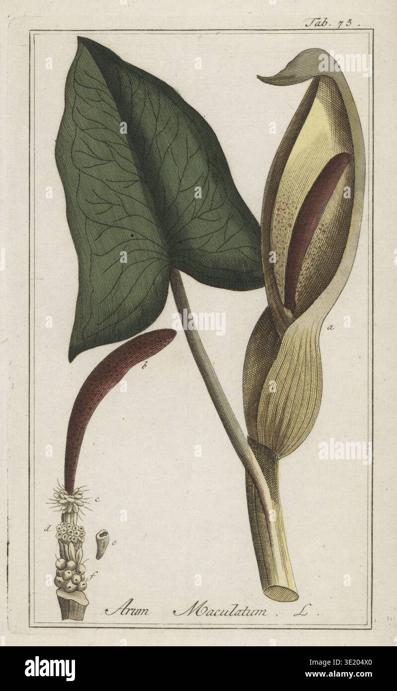 Cuckoopint, Jack-in-the-Pulpit, Adam et Ève, viande d'Adder, arum, arum sauvage, lys arum, Wake-robin, ou serpent, Arum maculatum. Gravure sur cuivre de Johannes Zorn's Icones plantarum medicinalium, illustrations of Medical plants, Afbeeldingen der Artseny-Gewassen, J.C. Sepp, Amsterdam, Hollande, 1796. Zorn (1739-1799) était un pharmacien et botaniste allemand qui voyageait dans toute l'Europe à la recherche de plantes médicinales. Banque D'Images