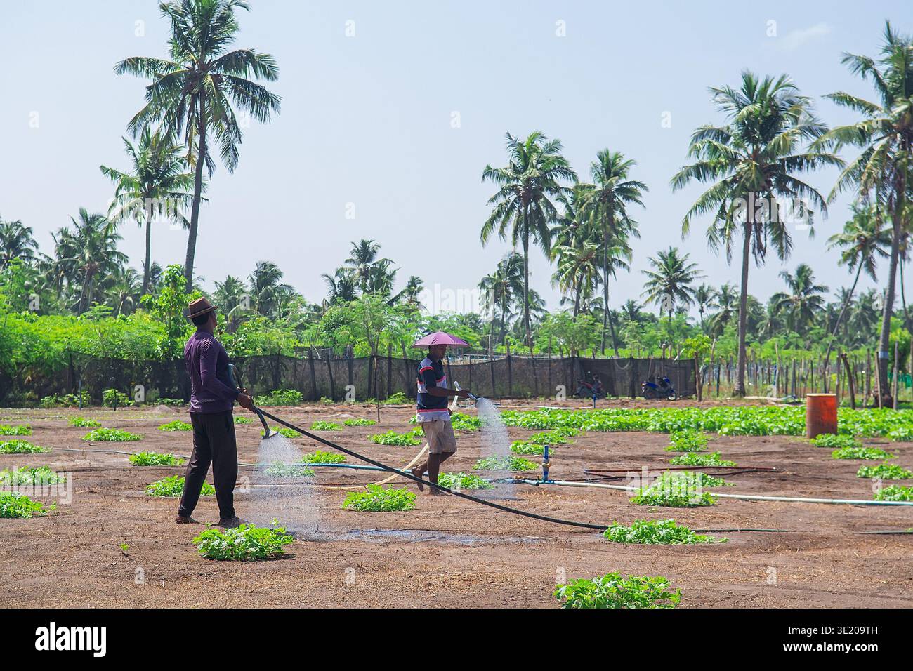 Maldives, Thoddoo - 22 février 2022 : un groupe d'agriculteurs maldiviens locaux à la peau foncée en tenue décontractée et chapeaux irriguent des rangées de cultures vertes à l'aide de tuyaux Banque D'Images