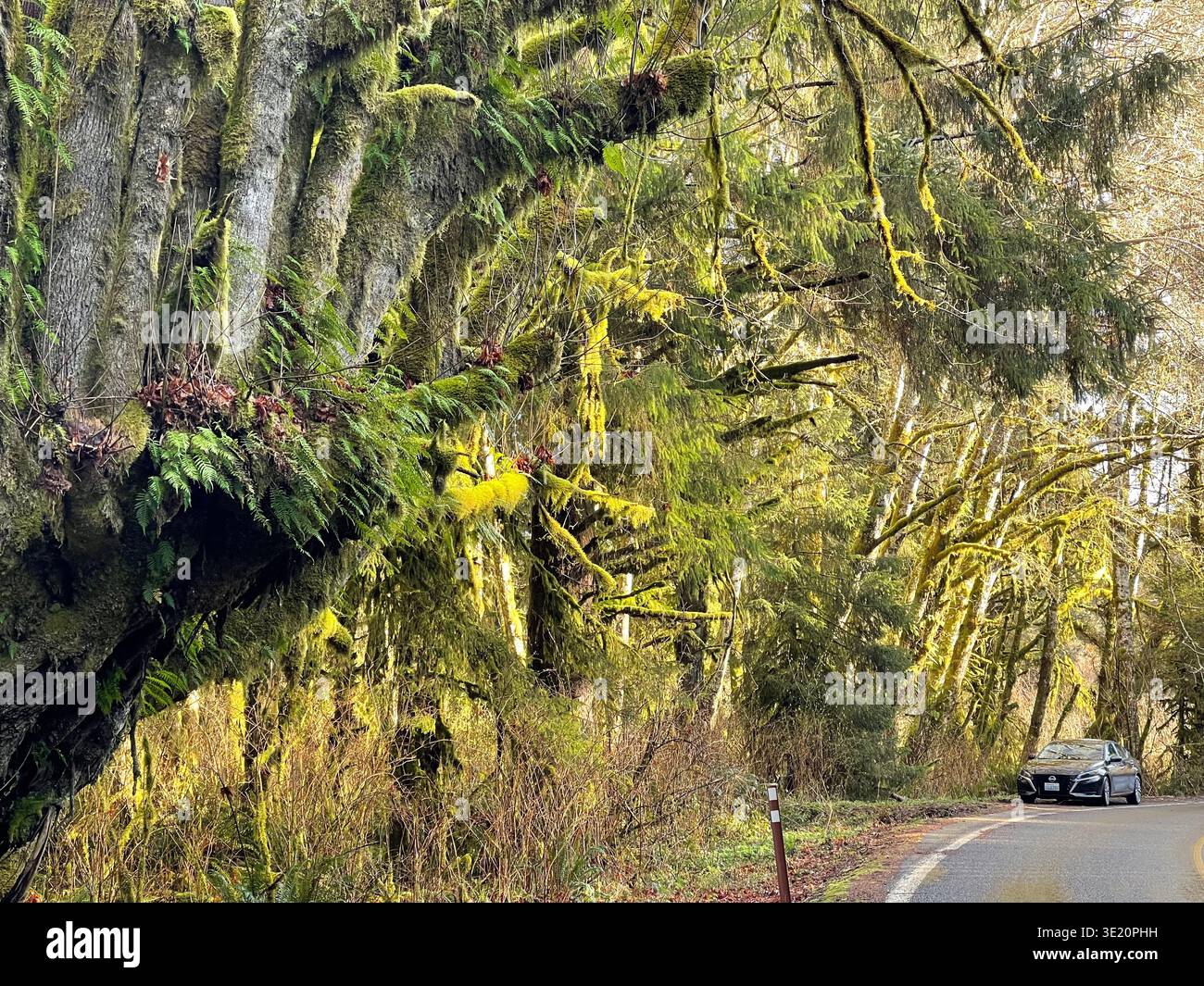 Une voiture de location garée en bordure de route dans la forêt tropicale tempérée luxuriante du parc national olympique, État de Washington, États-Unis Banque D'Images