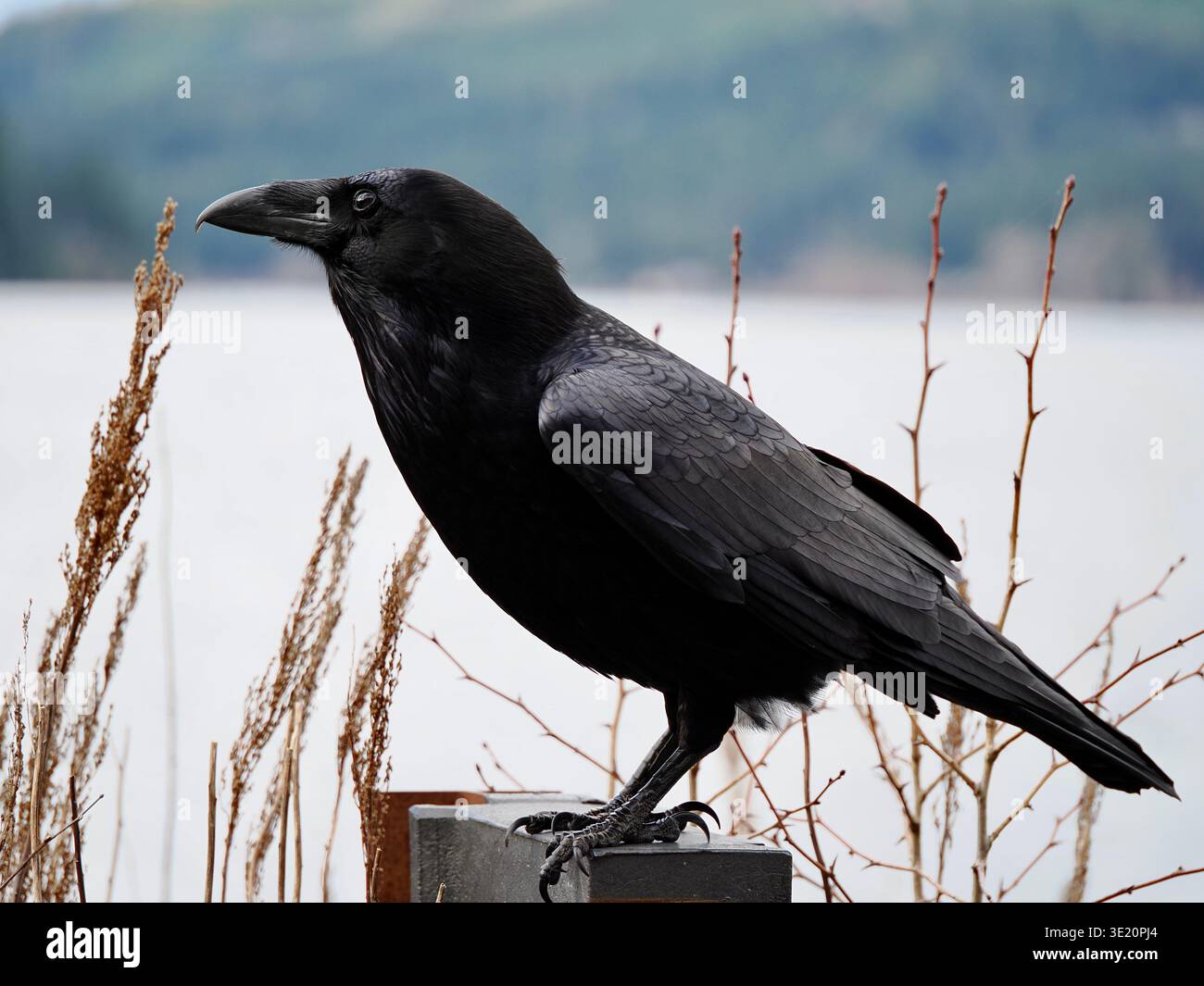 Gros plan d'un corbeau, Corvus corax, montrant un plumage noir brillant et des détails irisés. Lake Crescent, parc national olympique, État de Washington, États-Unis Banque D'Images