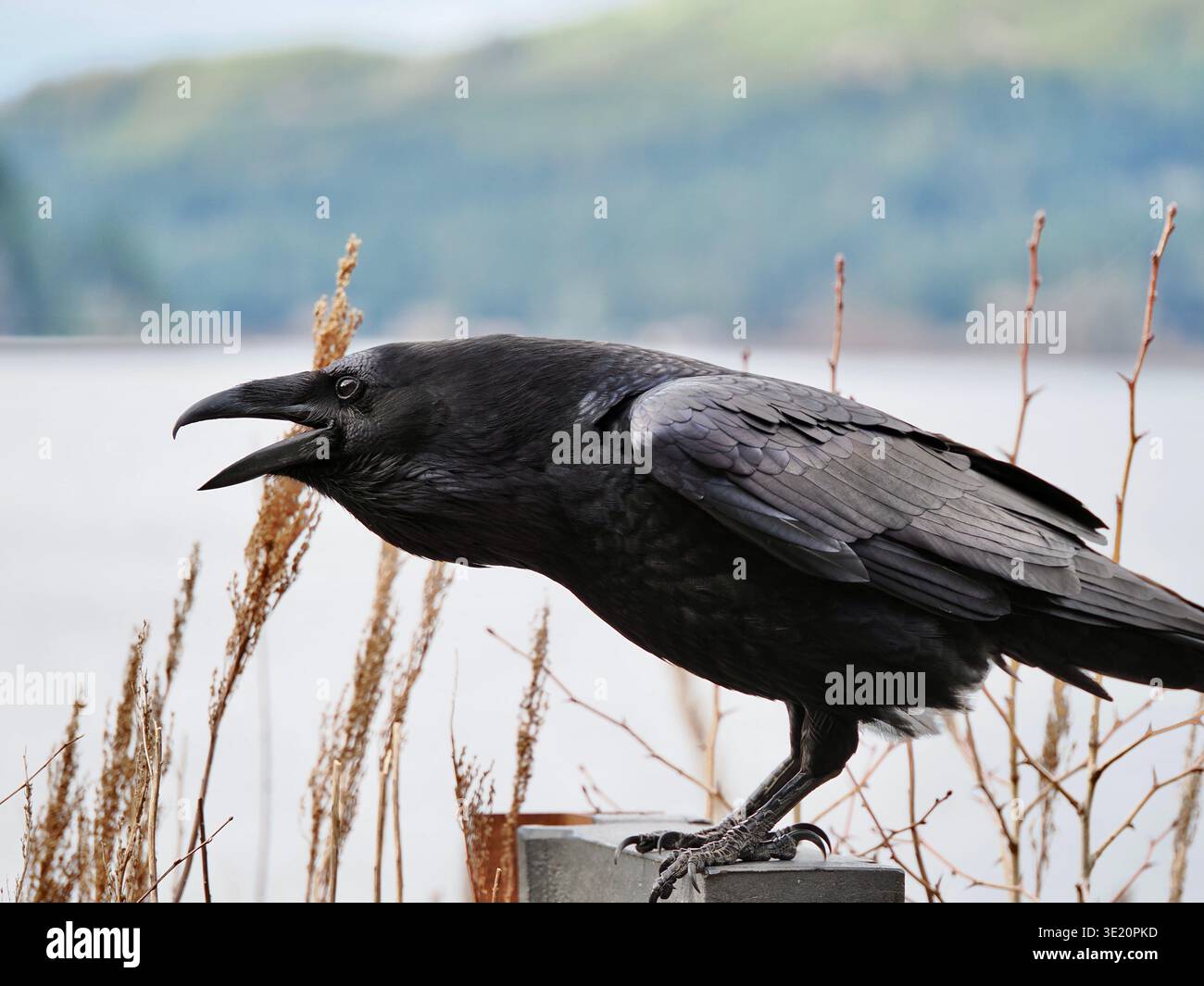 Gros plan d'un corbeau, Corvus corax, montrant un plumage noir brillant et des détails irisés. Lake Crescent, parc national olympique, État de Washington, États-Unis Banque D'Images