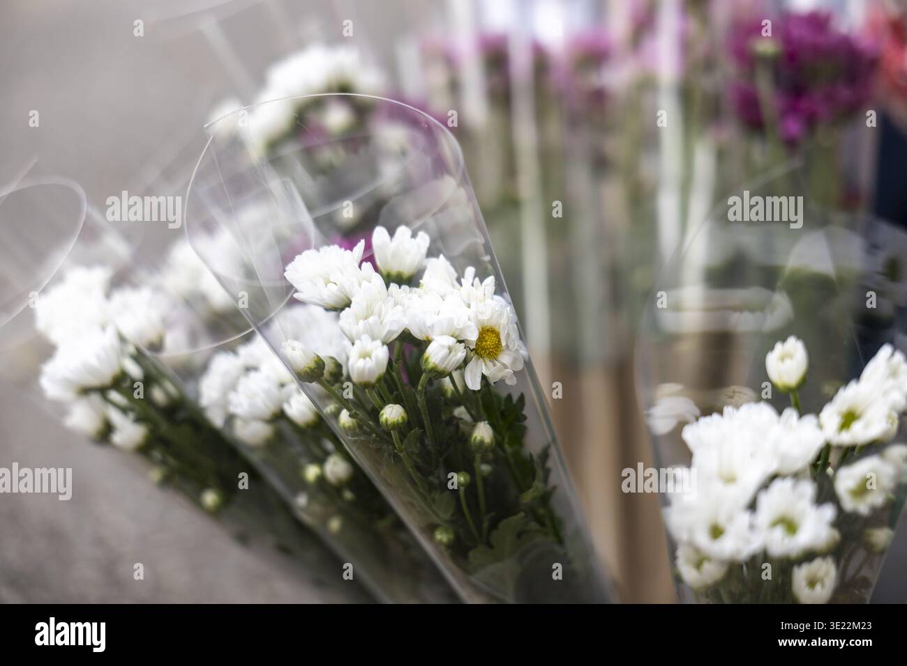 Une vue rapprochée de belles fleurs blanches de chrysanthème enveloppées dans un emballage en plastique transparent disposé au marché aux fleurs en plein air transportant paisible et R. Banque D'Images