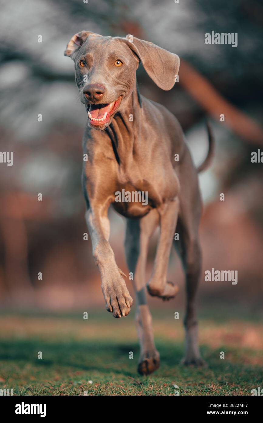 Chien Weimaraner courant vite dans le chemin forestier pendant l'heure dorée avec mouvement et faible profondeur de champ Banque D'Images