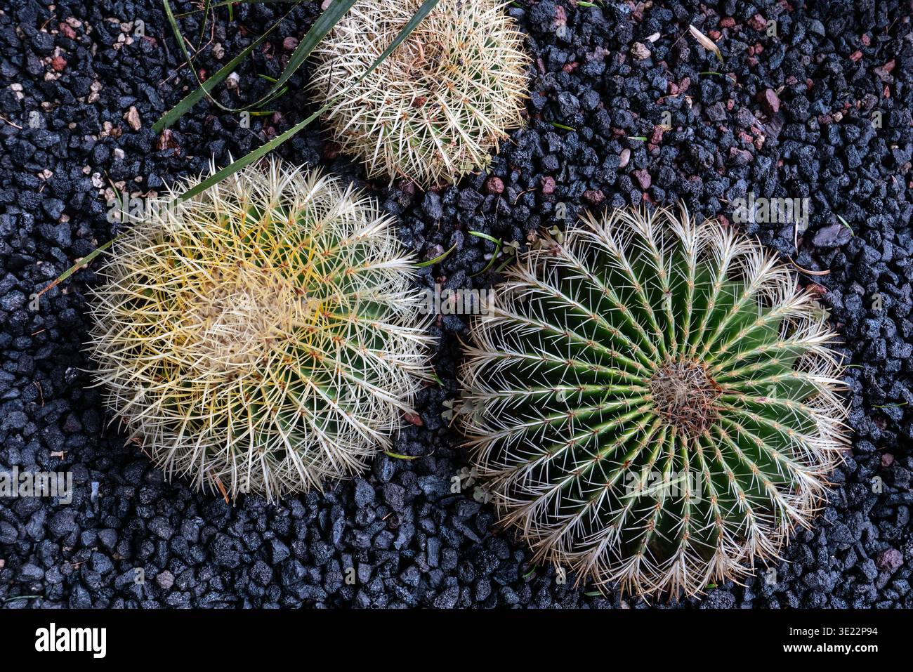 Vue de dessus de cactus et de plantes succulentes poussant sur gravier volcanique foncé, texture naturelle et composition géométrique dans le jardin botanique, Varone Waterfa Banque D'Images