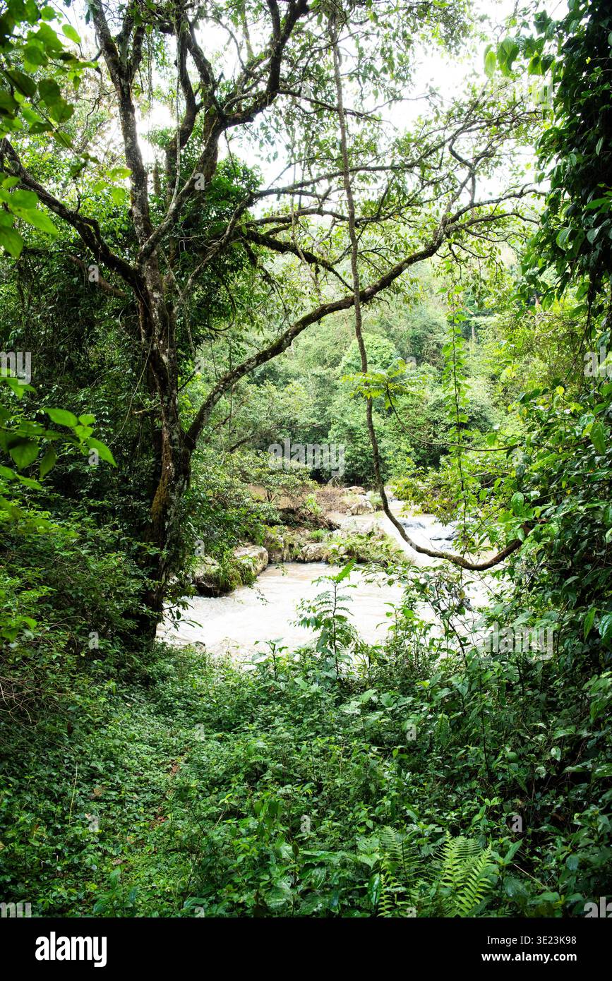 Cascade dans la forêt, réserve nationale de la forêt de Kakamega, Kenya Banque D'Images