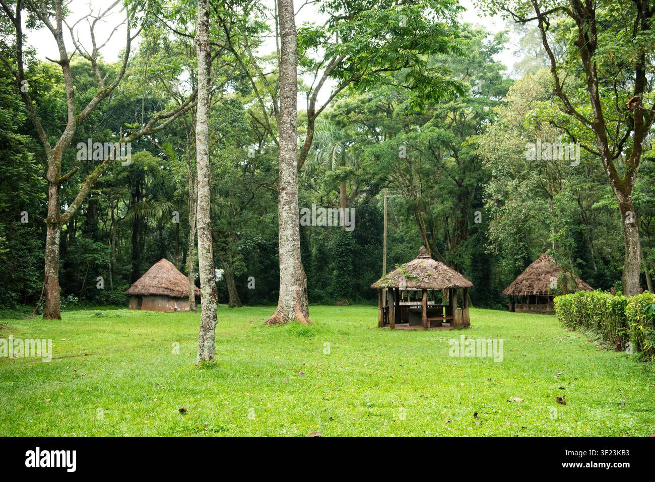 Camping Udo, réserve nationale de la forêt de Kakamega, Kenya Banque D'Images