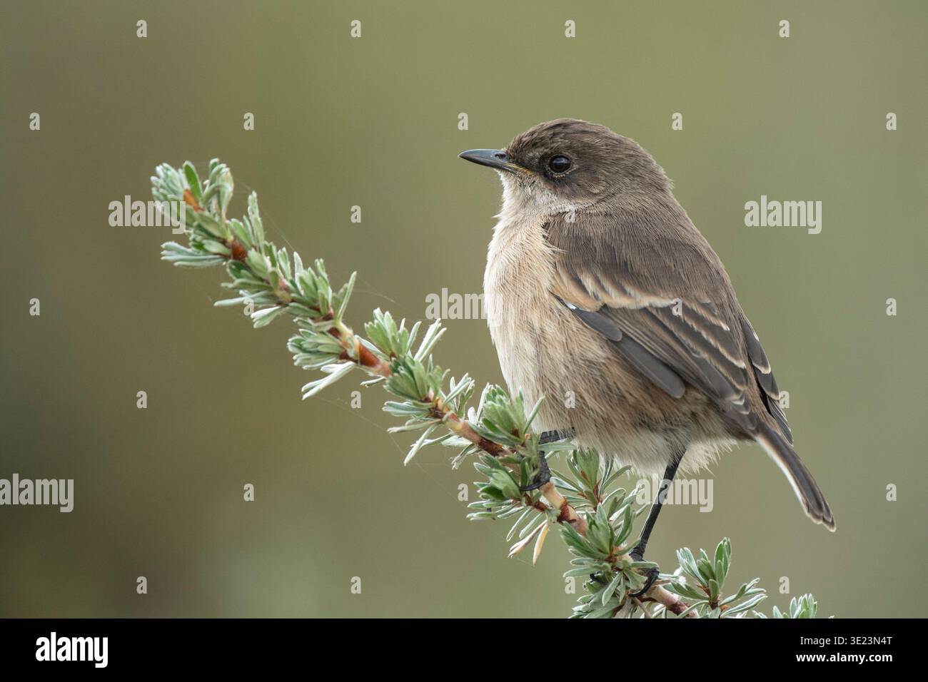 Moorland chat, parc national d'Aberdare, Kenya Banque D'Images