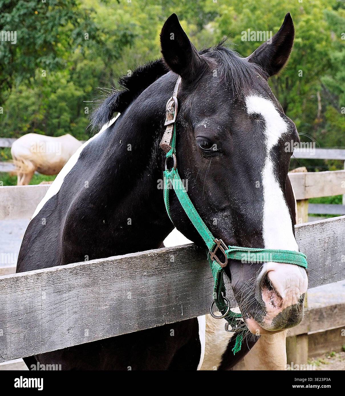 Cheval de peinture piebald noir et blanc avec un licol vert penché sur une clôture de paddock en bois. Portrait en gros plan avec un arrière-plan doux et naturel. Banque D'Images