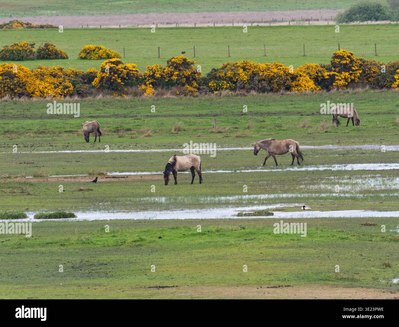 Poney Konic Equus ferus caballus Group pâturant prairies humides, réserve RSPB du Loch of Strathbeg, Aberdeenshire, Écosse, Royaume-Uni, mai 2019 Banque D'Images