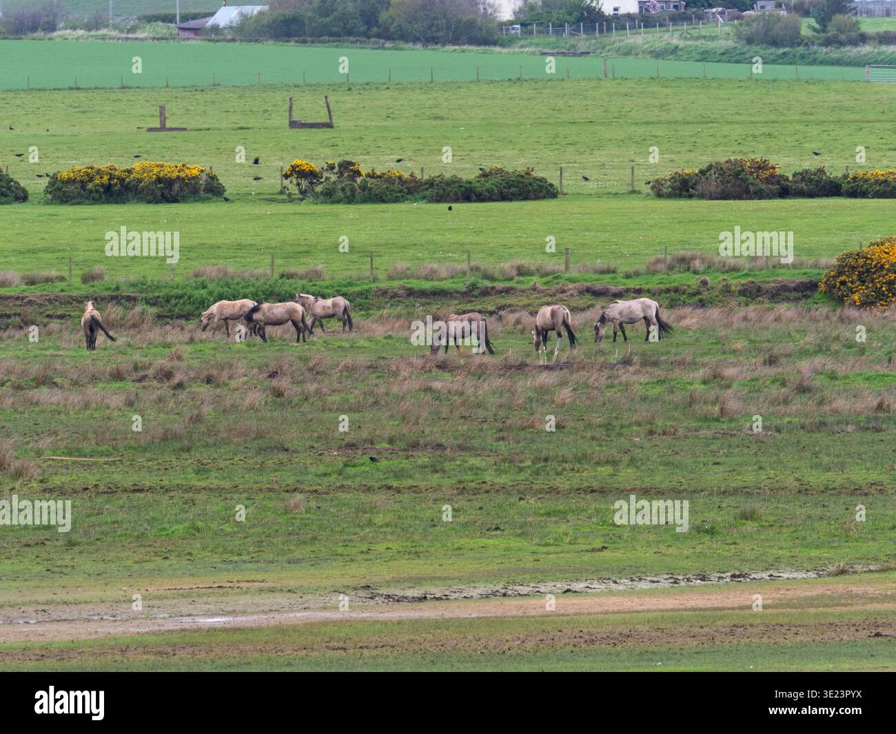 Poney Konic Equus ferus caballus Group pâturant prairies humides, réserve RSPB du Loch of Strathbeg, Aberdeenshire, Écosse, Royaume-Uni, mai 2019 Banque D'Images