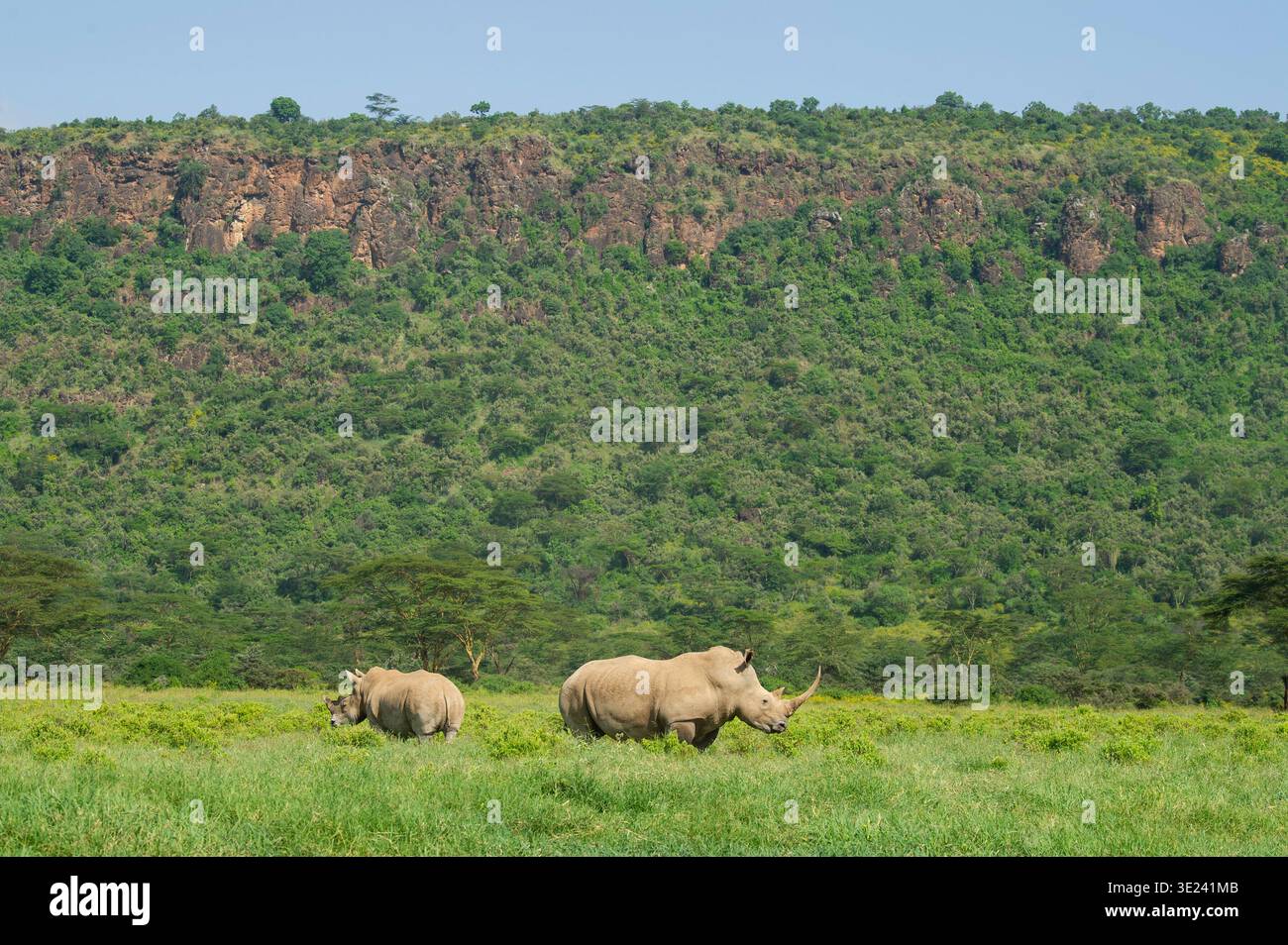 Rhinocéros blancs, Ceratotherium simum, parc national du lac Nakuru, Kenya Banque D'Images
