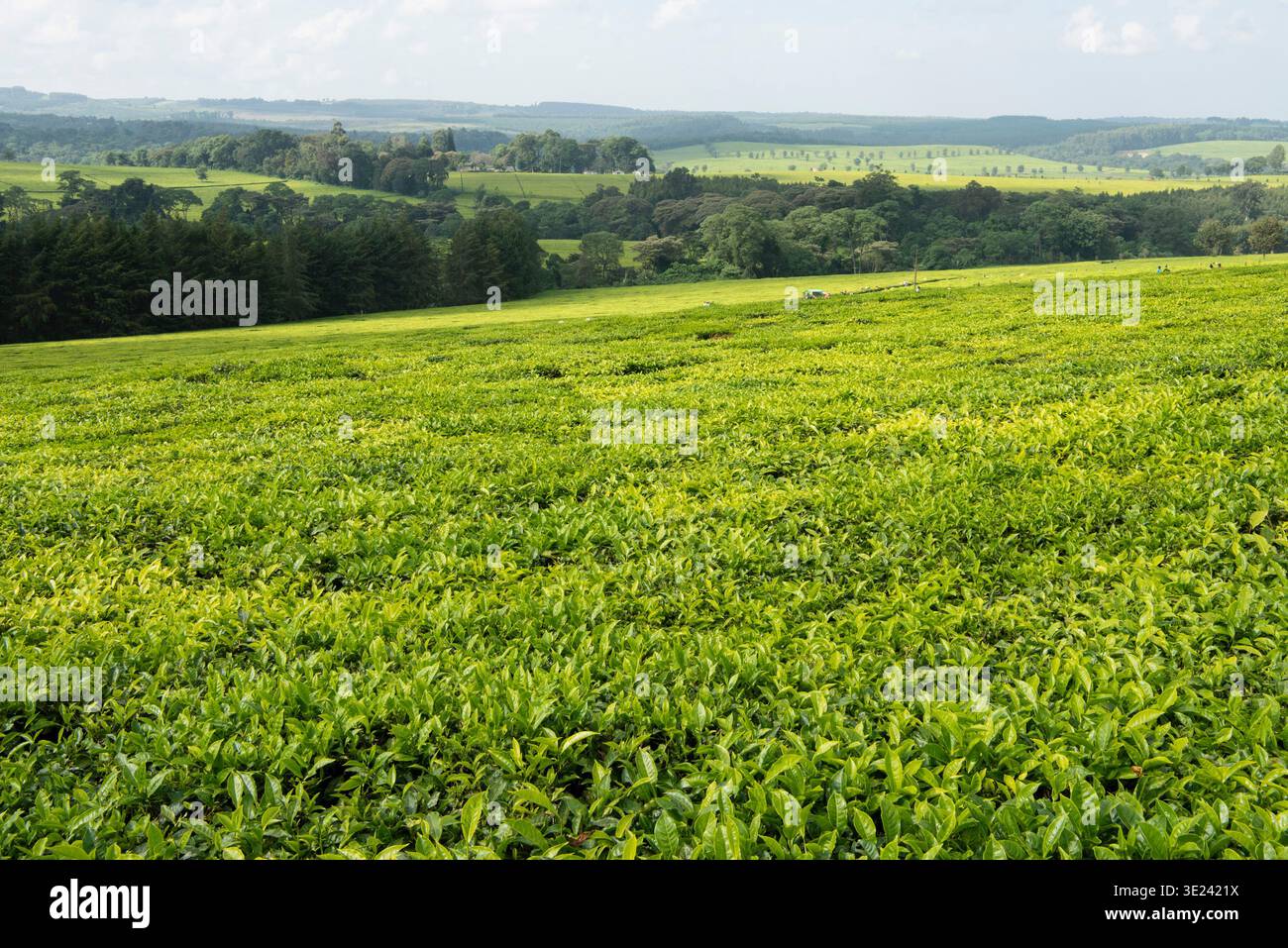 Plantation de thé à Kericho, Kenya Banque D'Images
