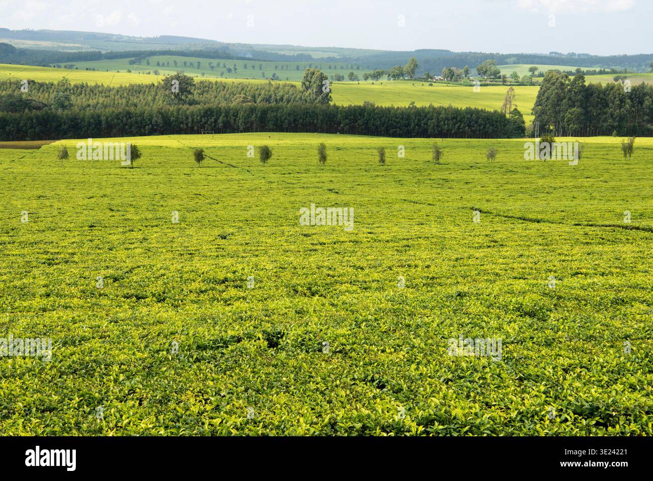 Plantation de thé à Kericho, Kenya Banque D'Images